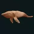 Humpback Whale swimming stl 3D print model