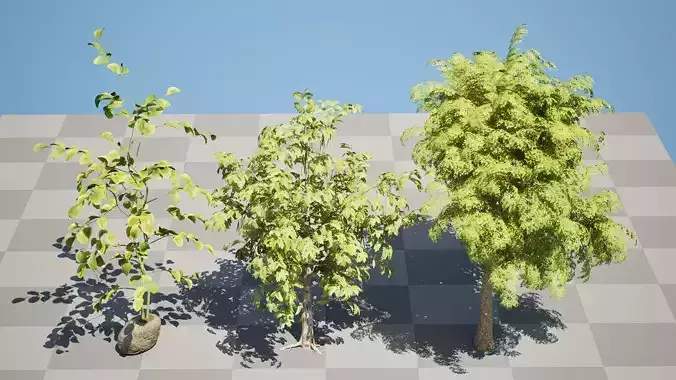 Moringa Oleifera Tree