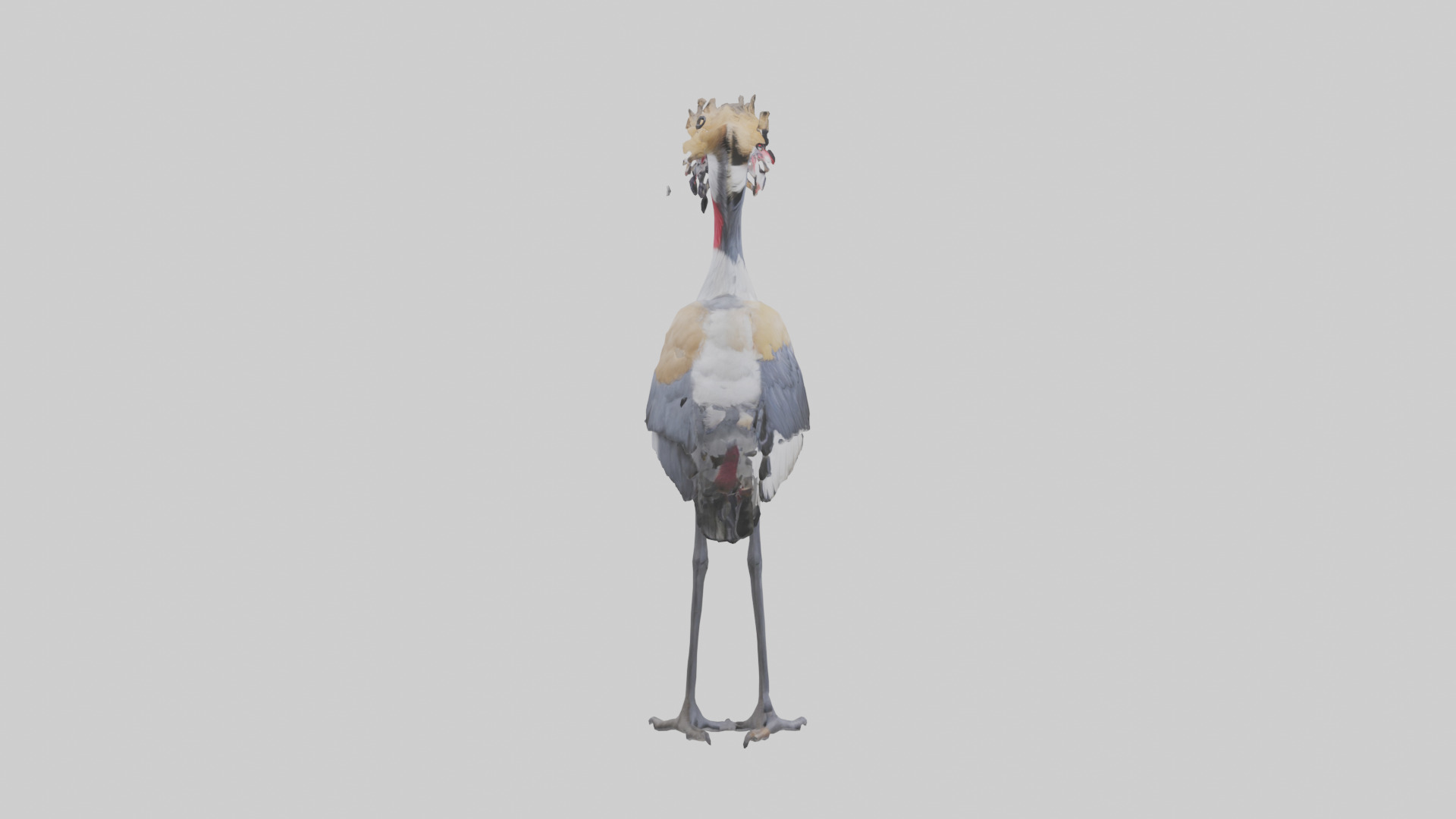Grey Crowned Crane standing model Low-poly 3D model_13