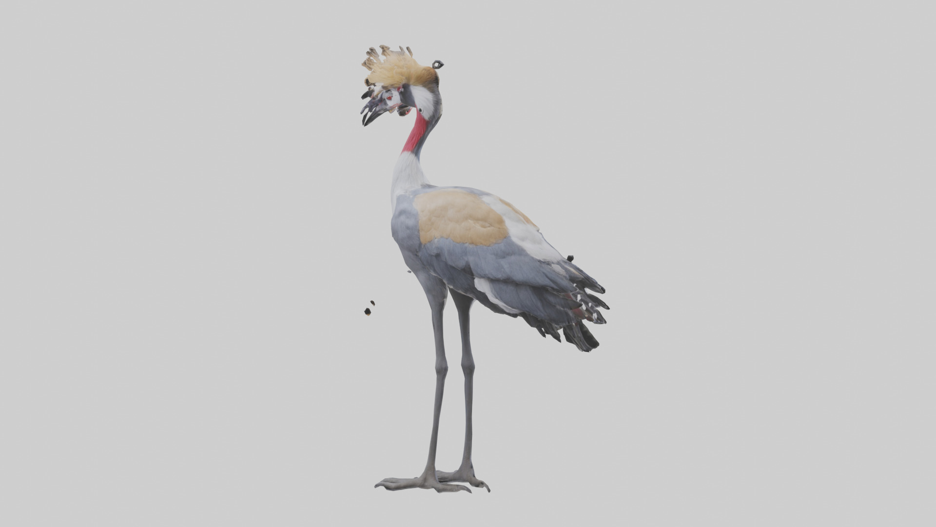 Grey Crowned Crane standing model Low-poly 3D model_2