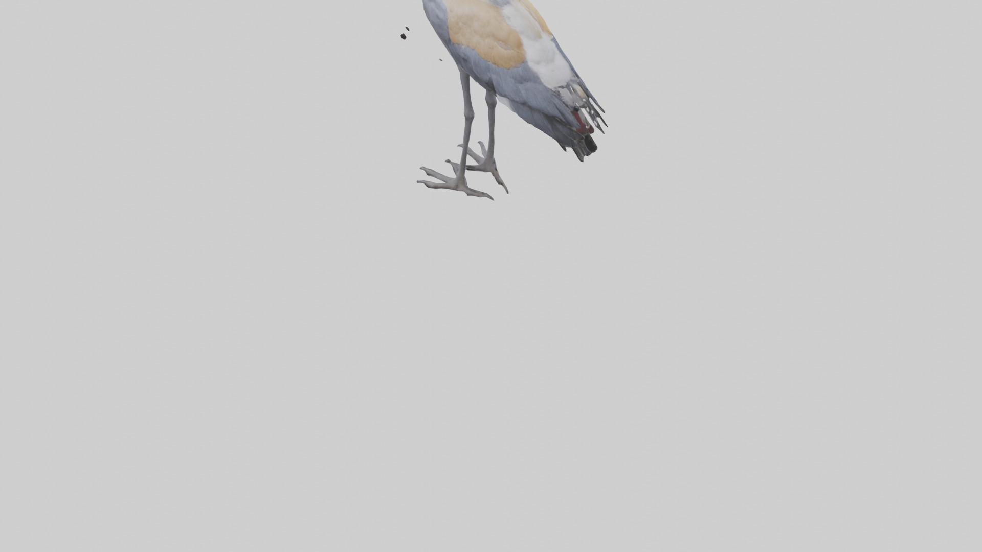 Grey Crowned Crane standing model Low-poly 3D model_4