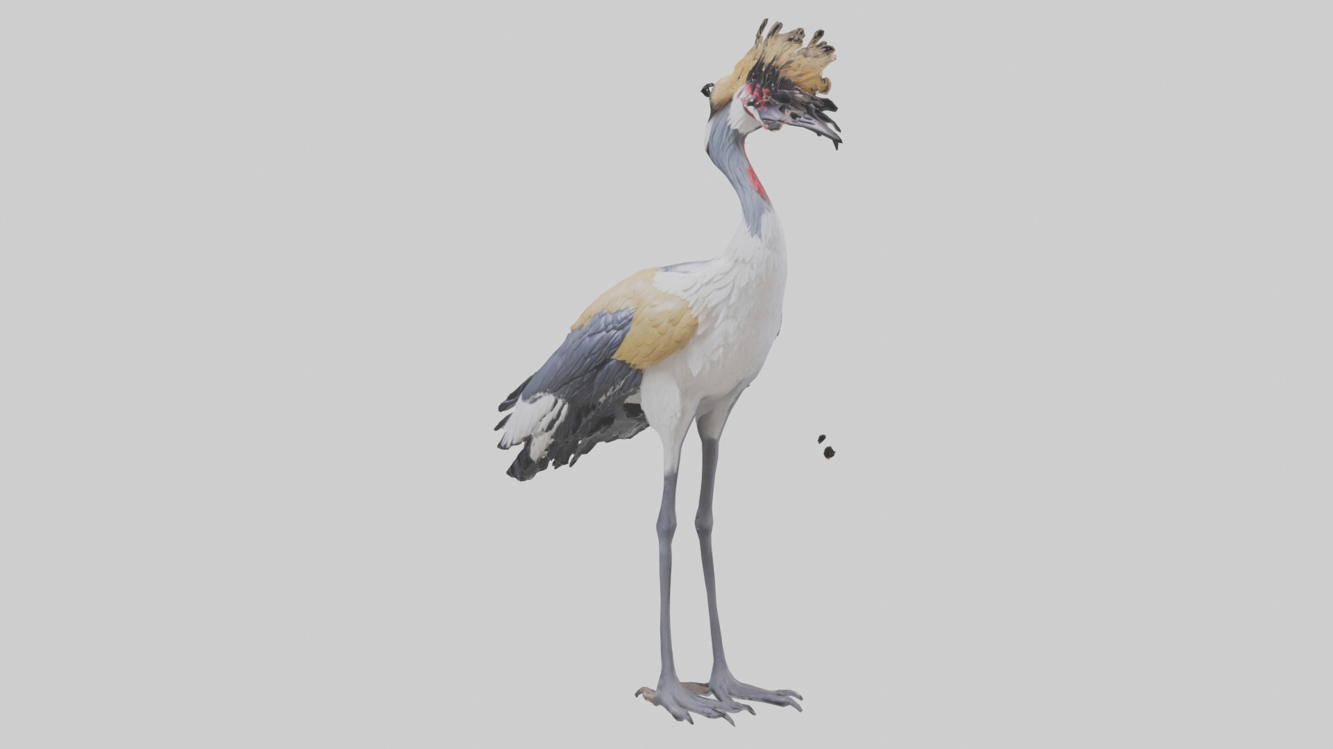 Grey Crowned Crane standing model Low-poly 3D model_10