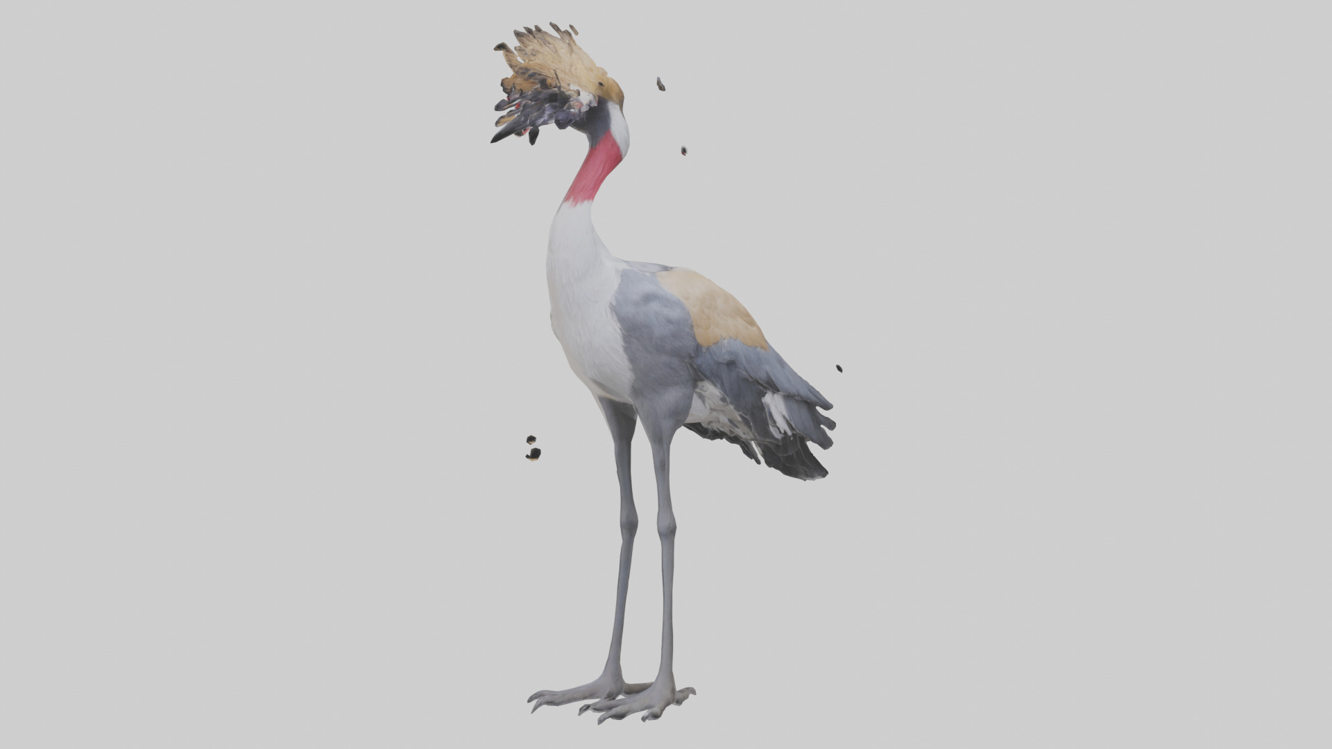 Grey Crowned Crane standing model Low-poly 3D model_1