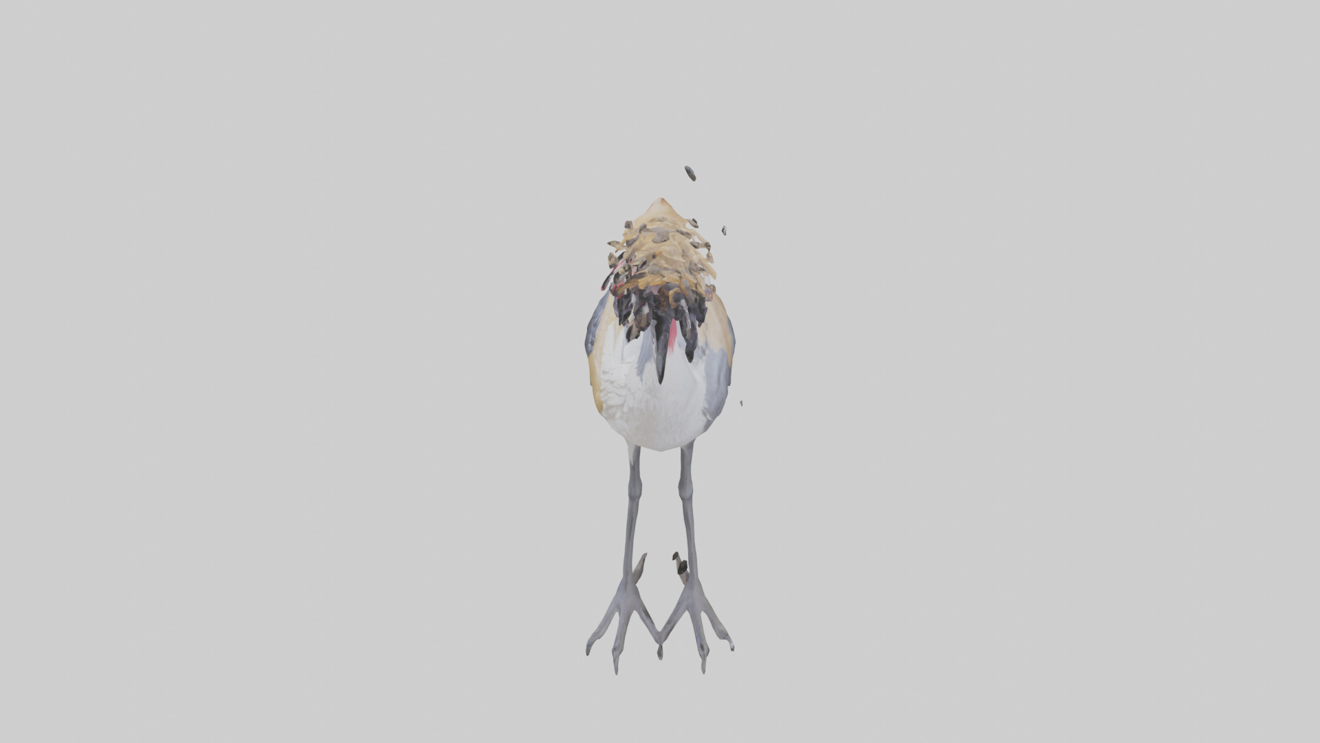 Grey Crowned Crane standing model Low-poly 3D model_17