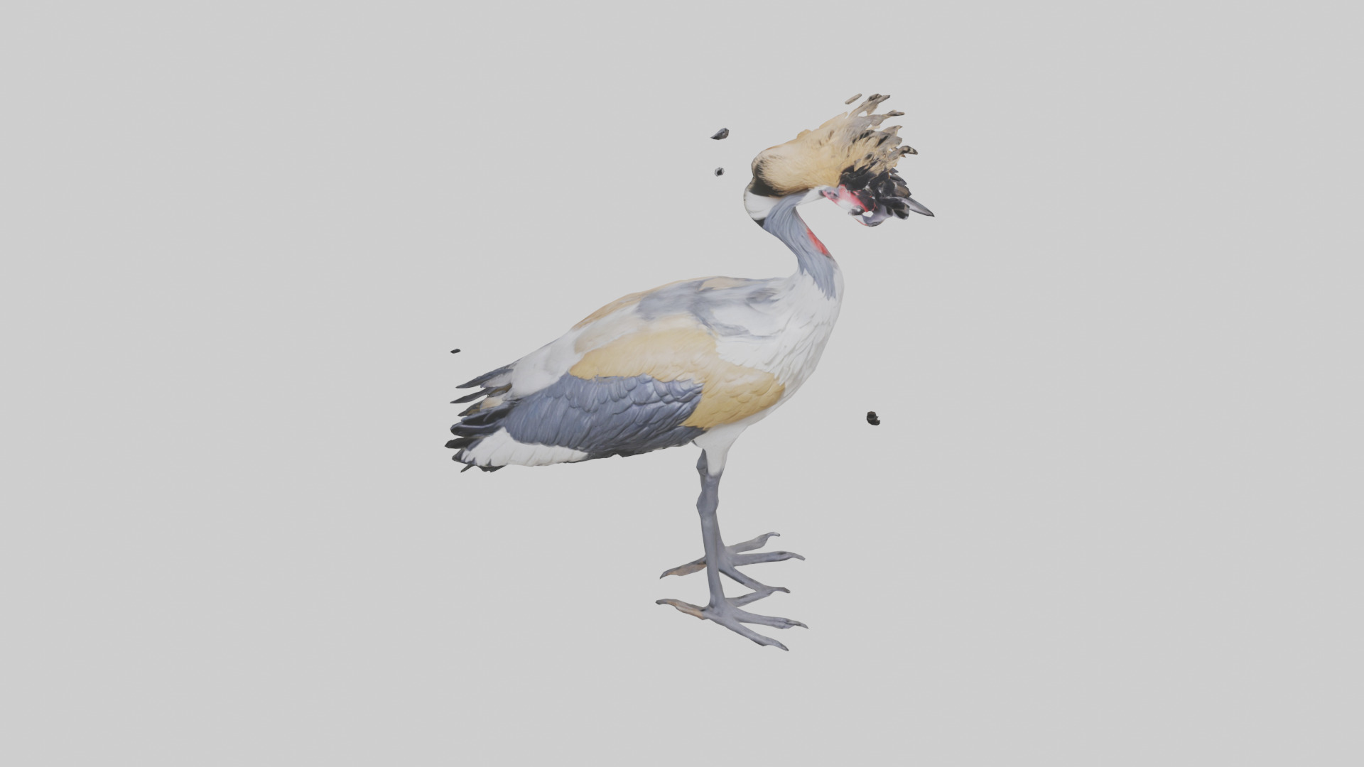 Grey Crowned Crane standing model Low-poly 3D model_16