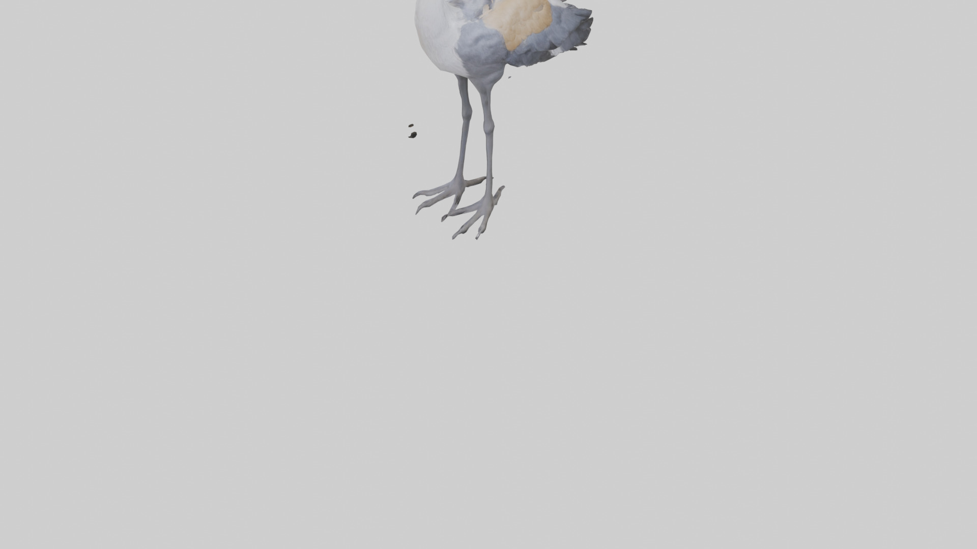 Grey Crowned Crane standing model Low-poly 3D model_3