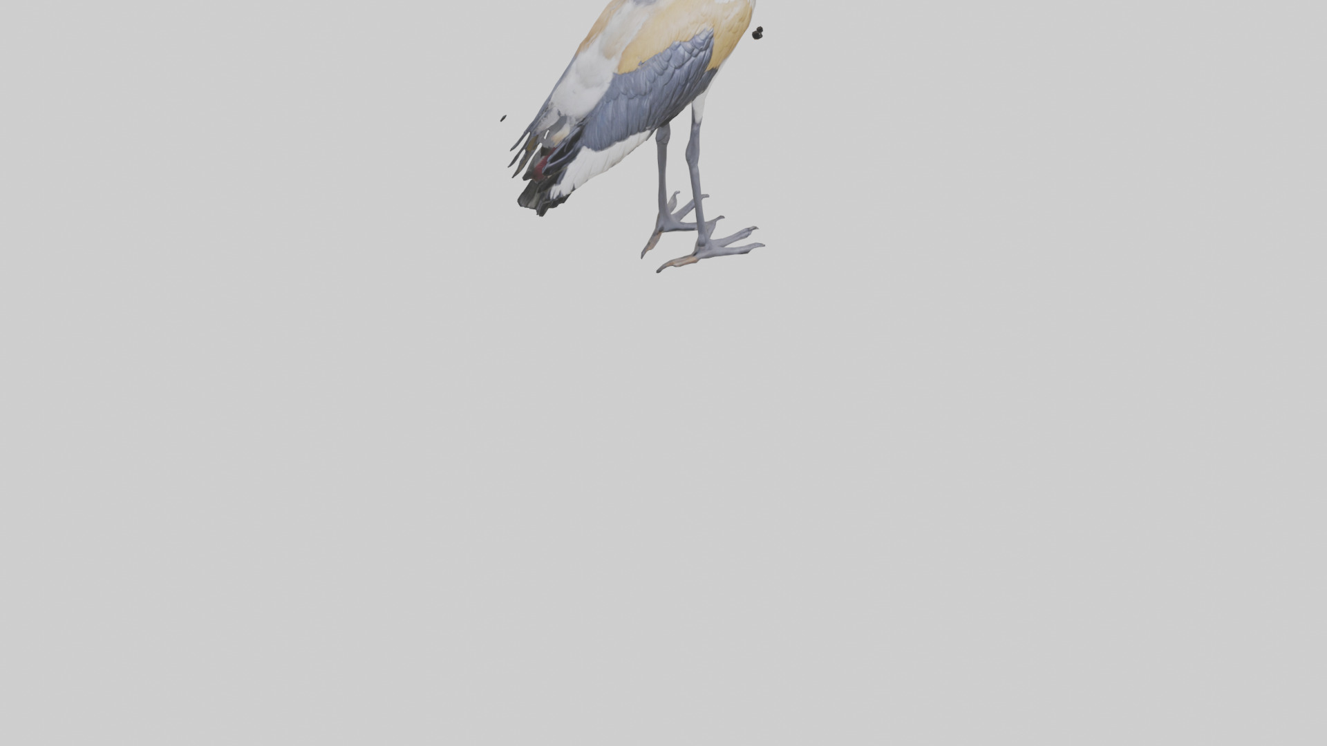 Grey Crowned Crane standing model Low-poly 3D model_6