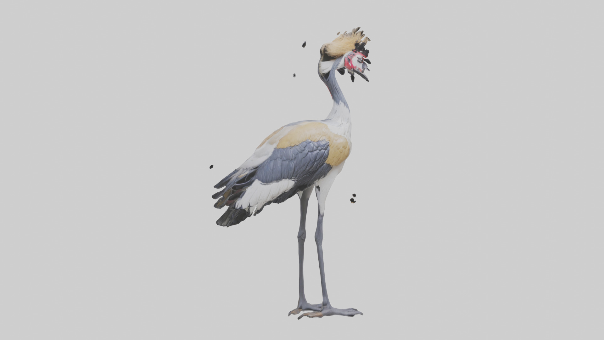 Grey Crowned Crane standing model Low-poly 3D model_7