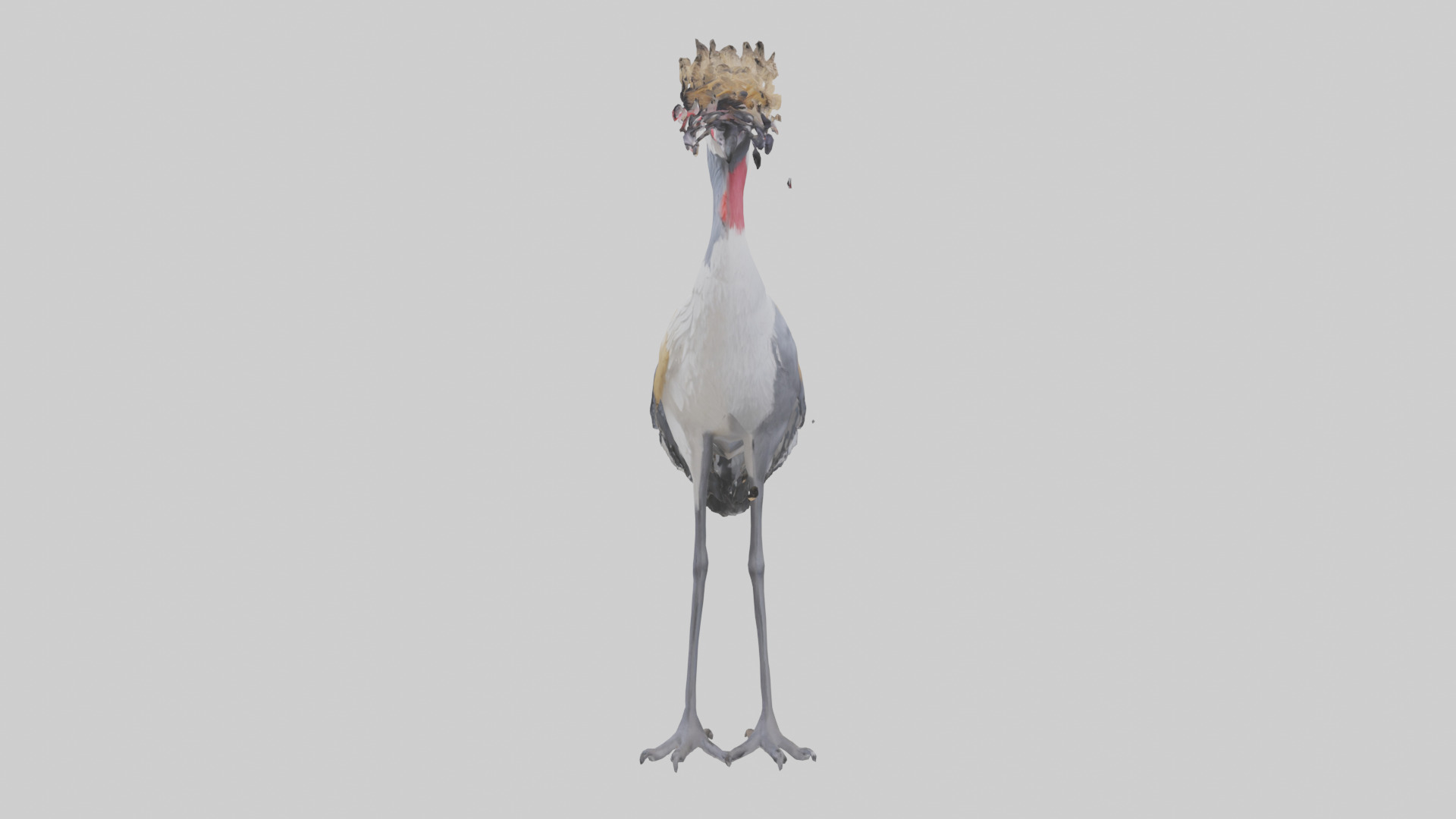 Grey Crowned Crane standing model Low-poly 3D model_12