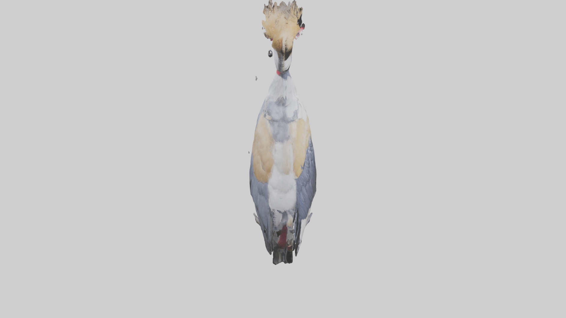 Grey Crowned Crane standing model Low-poly 3D model_18