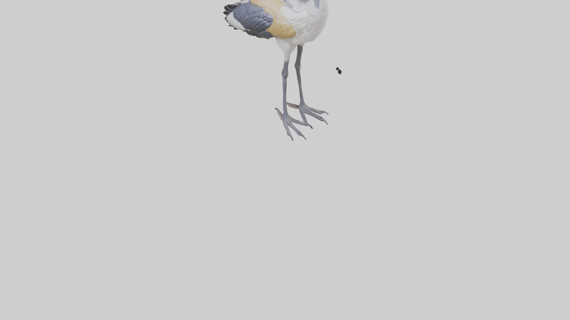 Grey Crowned Crane standing model Low-poly 3D model_5