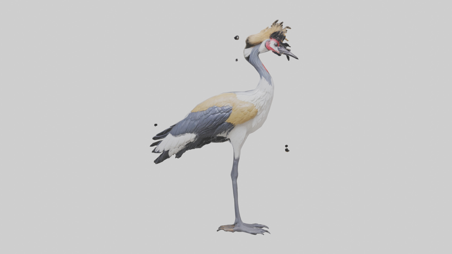 Grey Crowned Crane standing model Low-poly 3D model_9