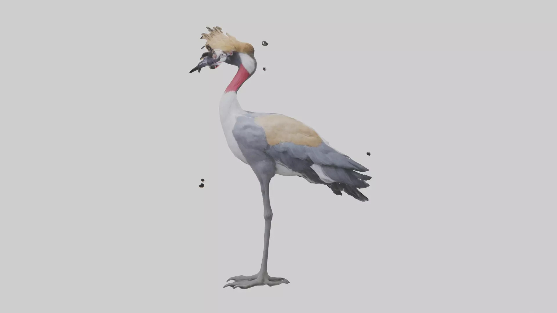 Grey Crowned Crane standing model Low-poly 3D model_0