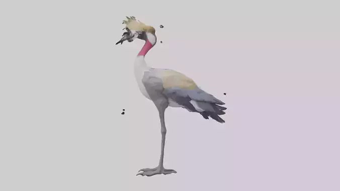 Grey Crowned Crane standing model Low-poly 3D model