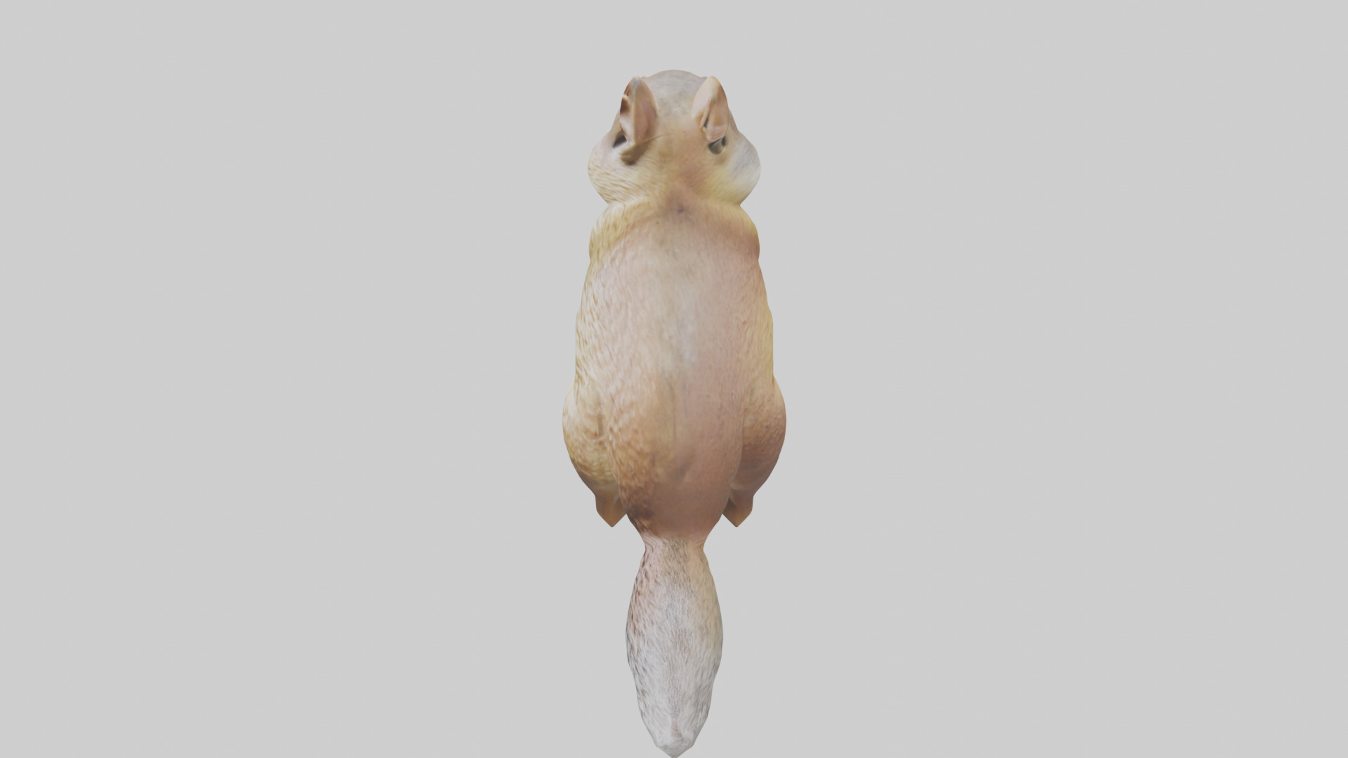 Ground Squirrel standing alert model Low-poly 3D model_17