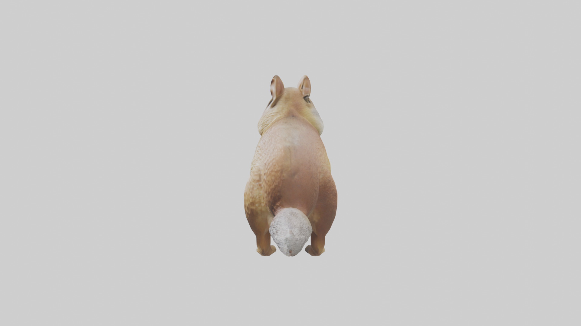 Ground Squirrel standing alert model Low-poly 3D model_12