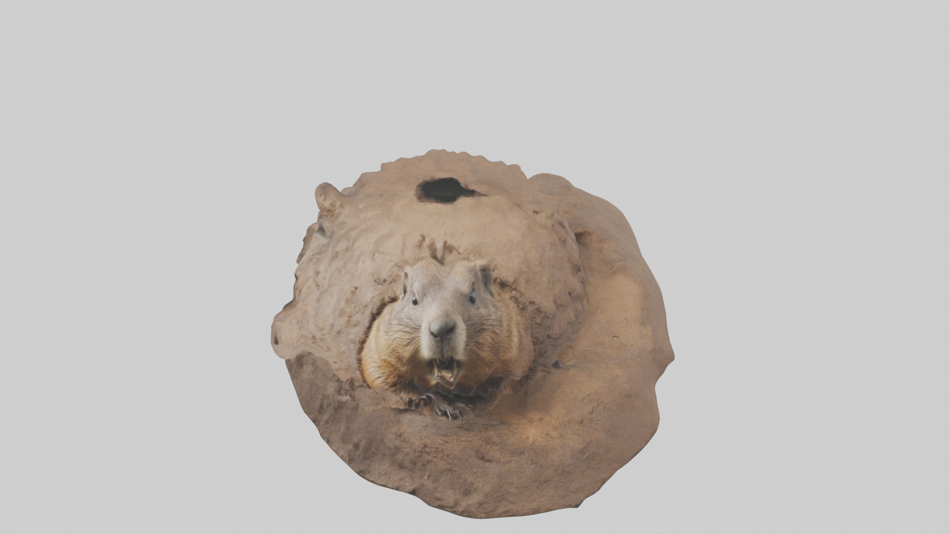 Groundhog emerging from hole model Low-poly 3D model_16