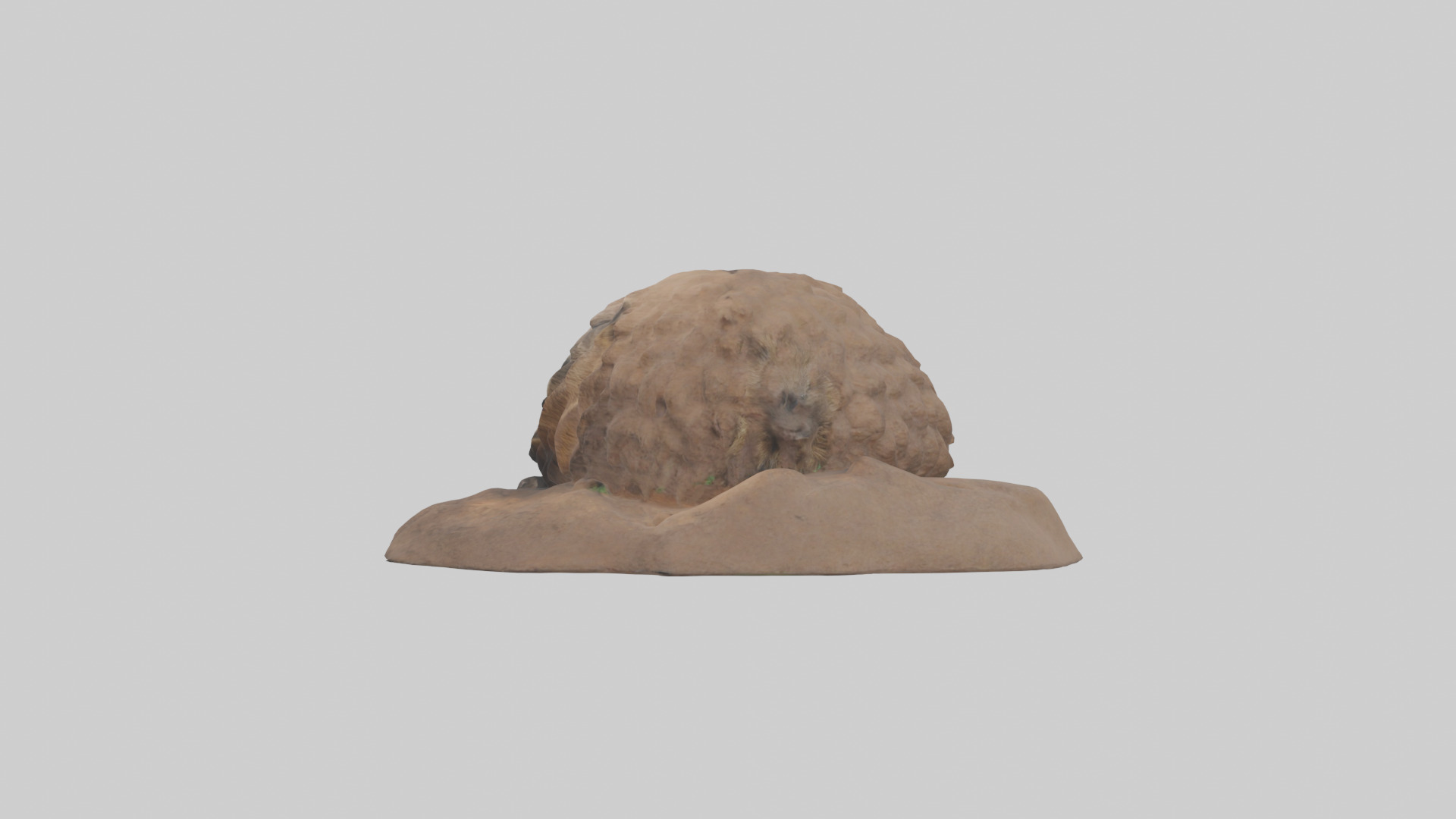 Groundhog emerging from hole model Low-poly 3D model_12