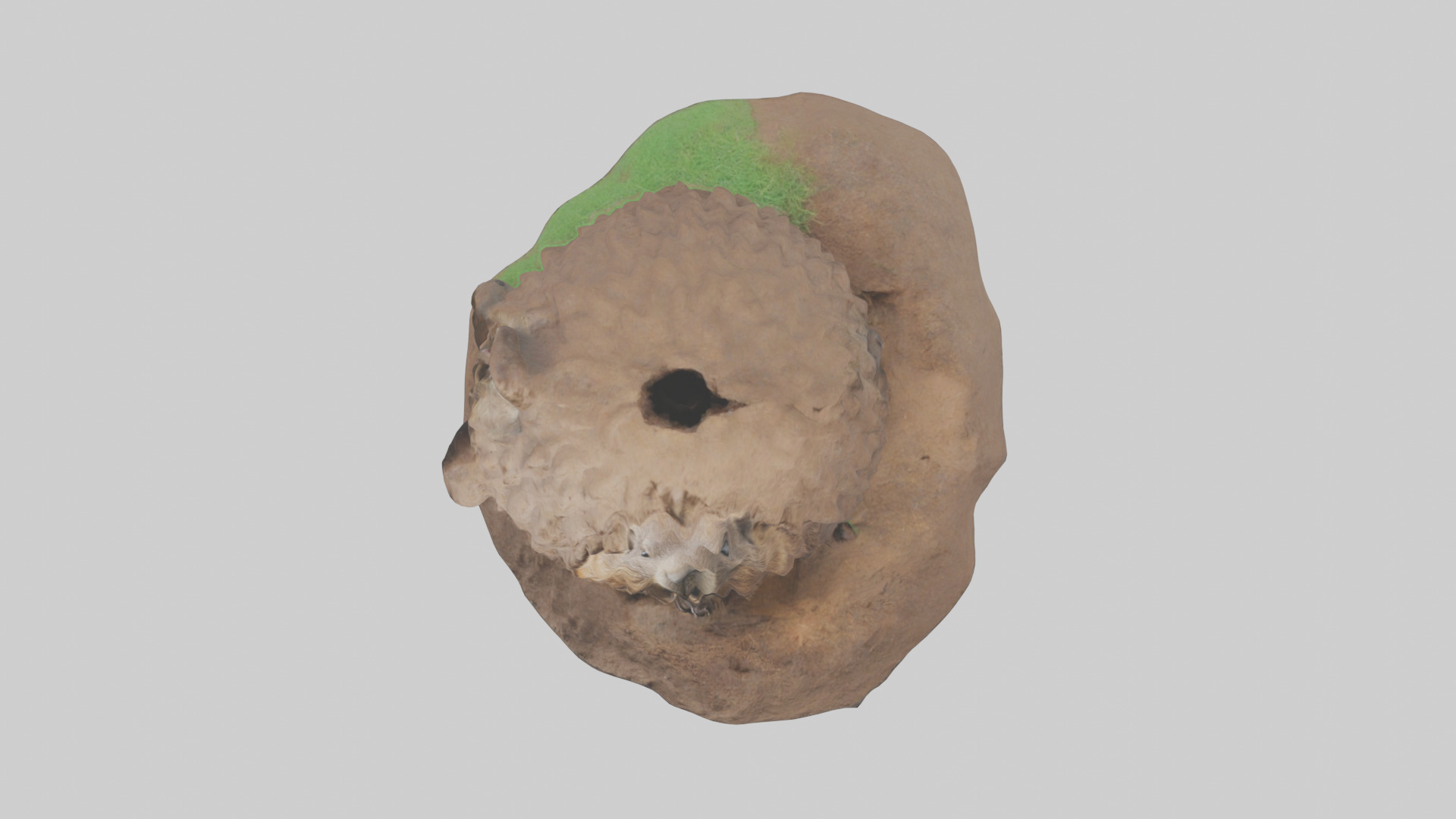Groundhog emerging from hole model Low-poly 3D model_14