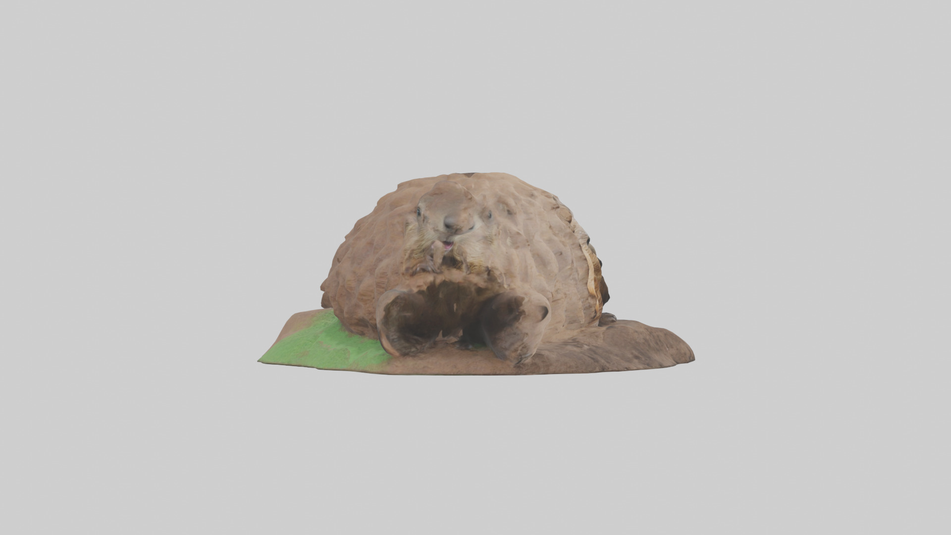 Groundhog emerging from hole model Low-poly 3D model_13