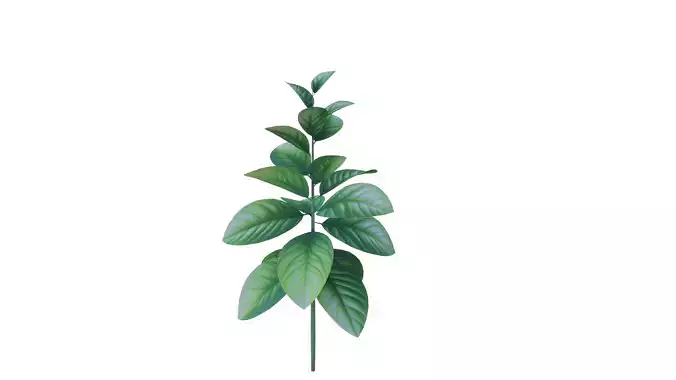 Tobaco nicotiana tabacum cigar plant