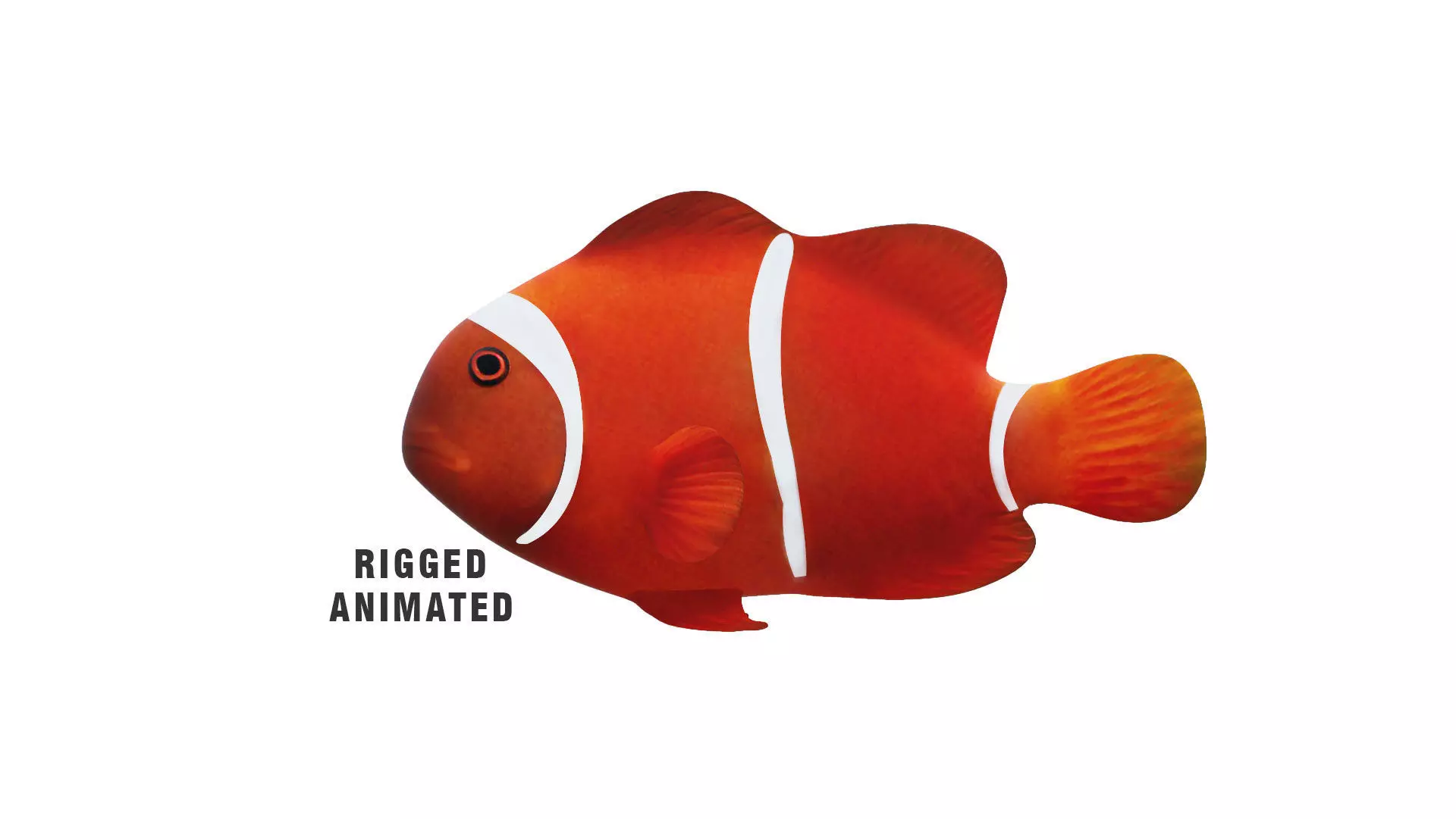 Low-Poly Clown Fish Animated  Low-poly 3D model_0
