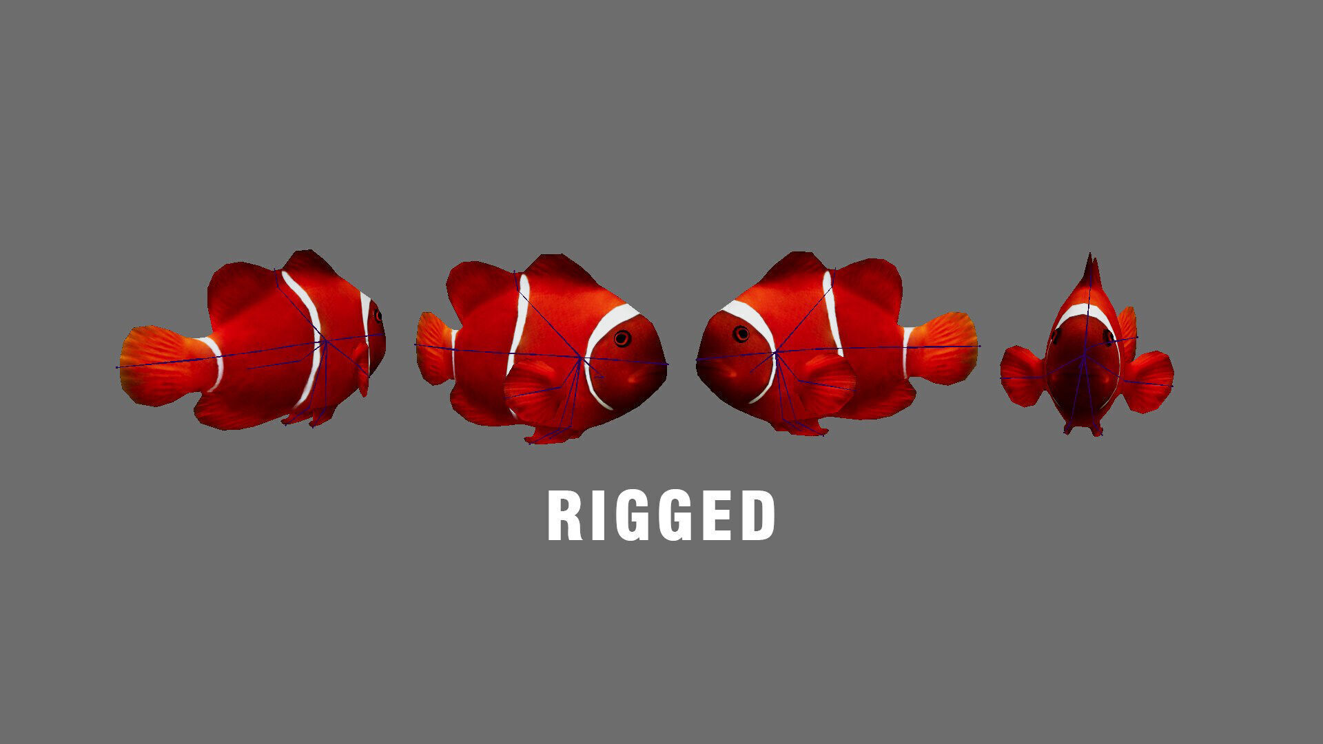 Low-Poly Clown Fish Animated  Low-poly 3D model_7