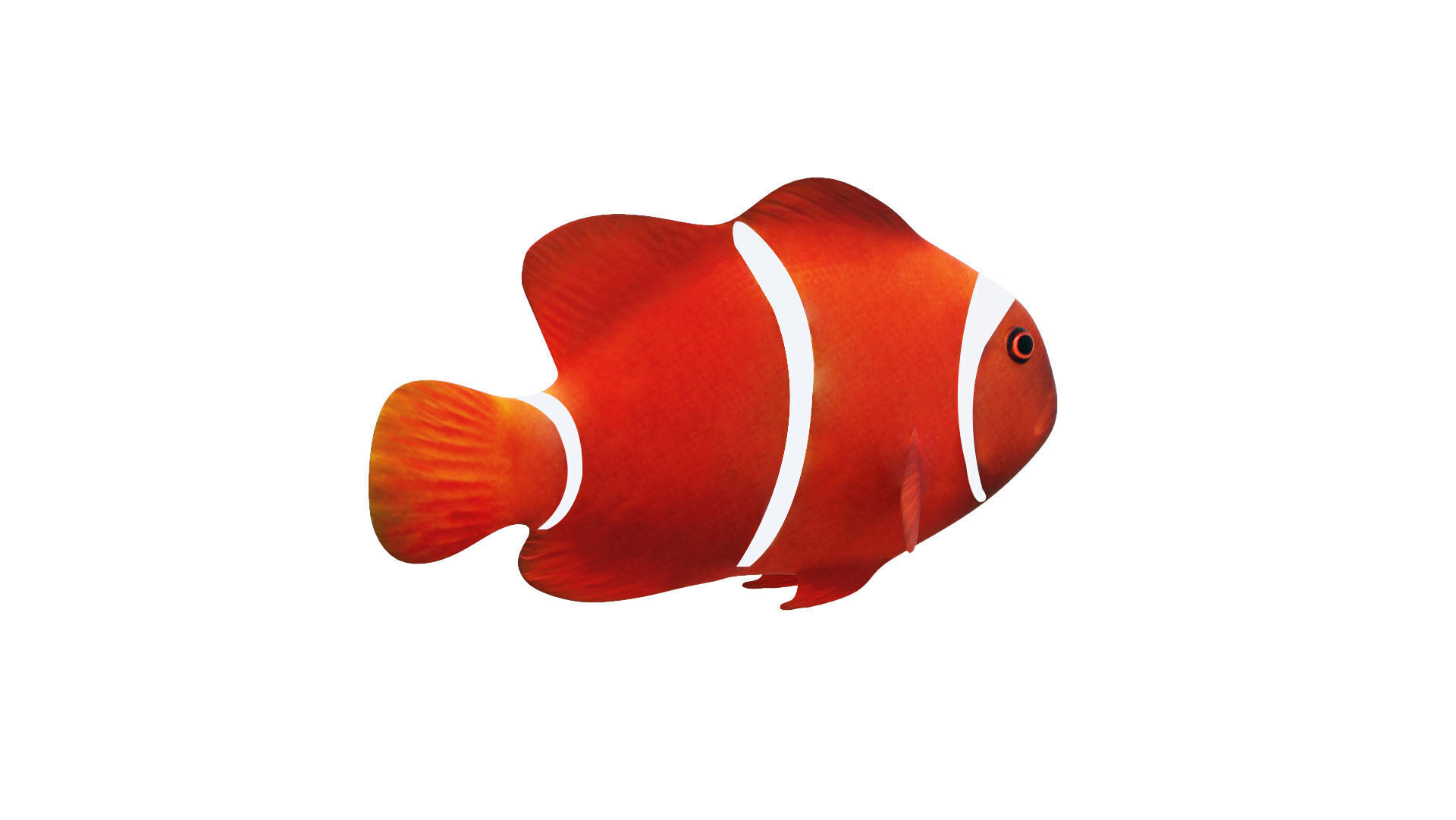 Low-Poly Clown Fish Animated  Low-poly 3D model_6