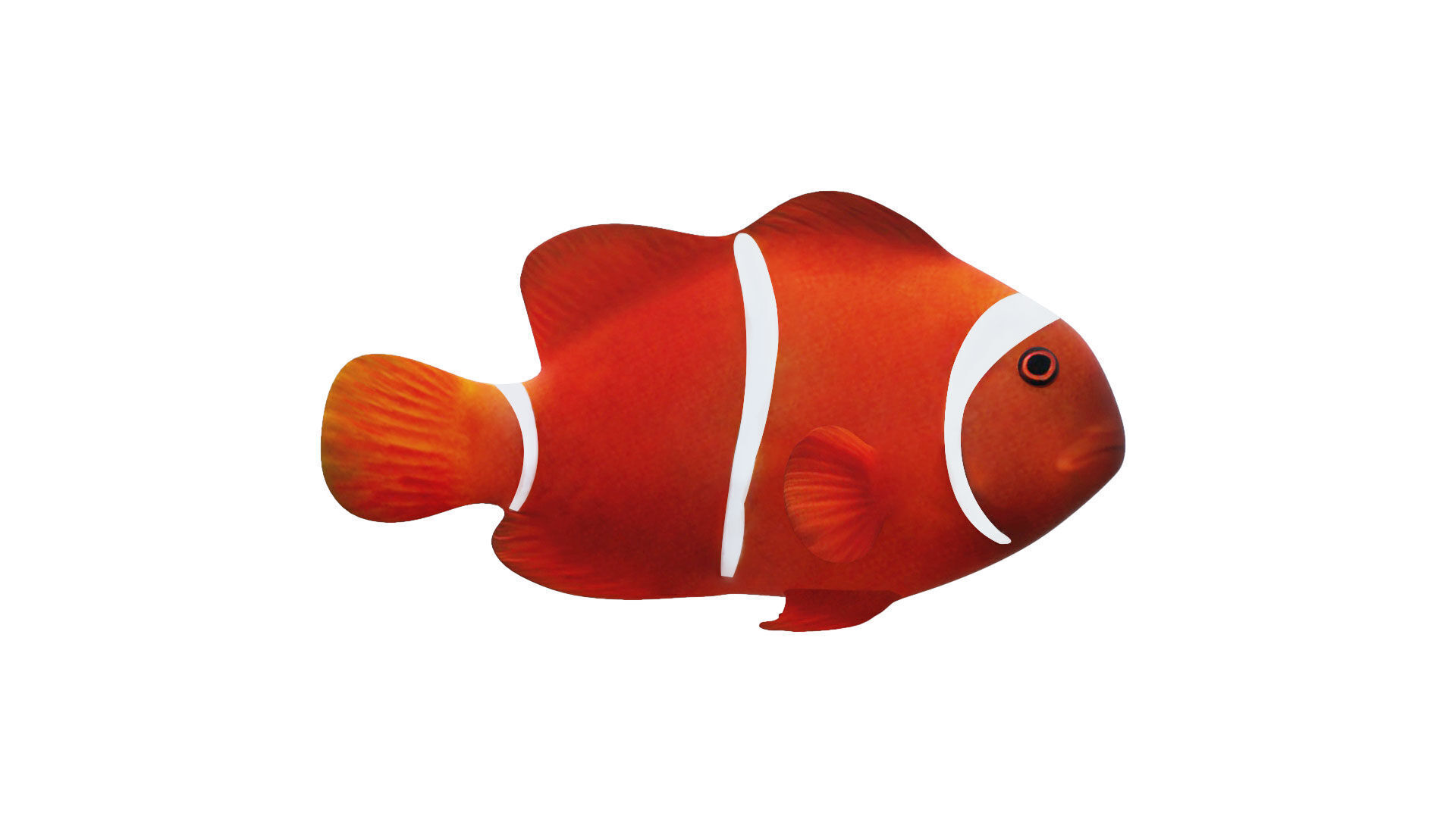 Low-Poly Clown Fish Animated  Low-poly 3D model_4