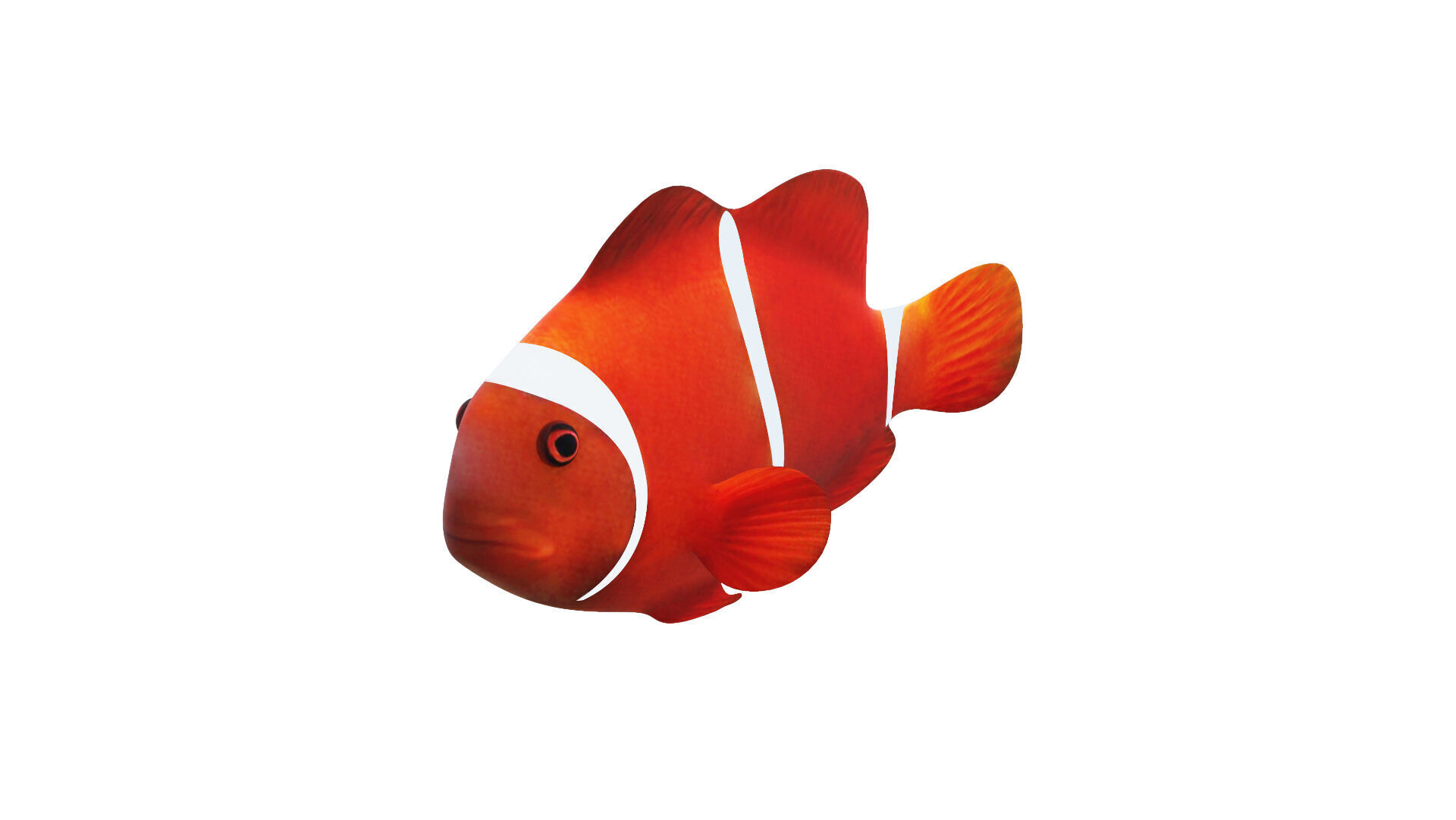 Low-Poly Clown Fish Animated  Low-poly 3D model_2