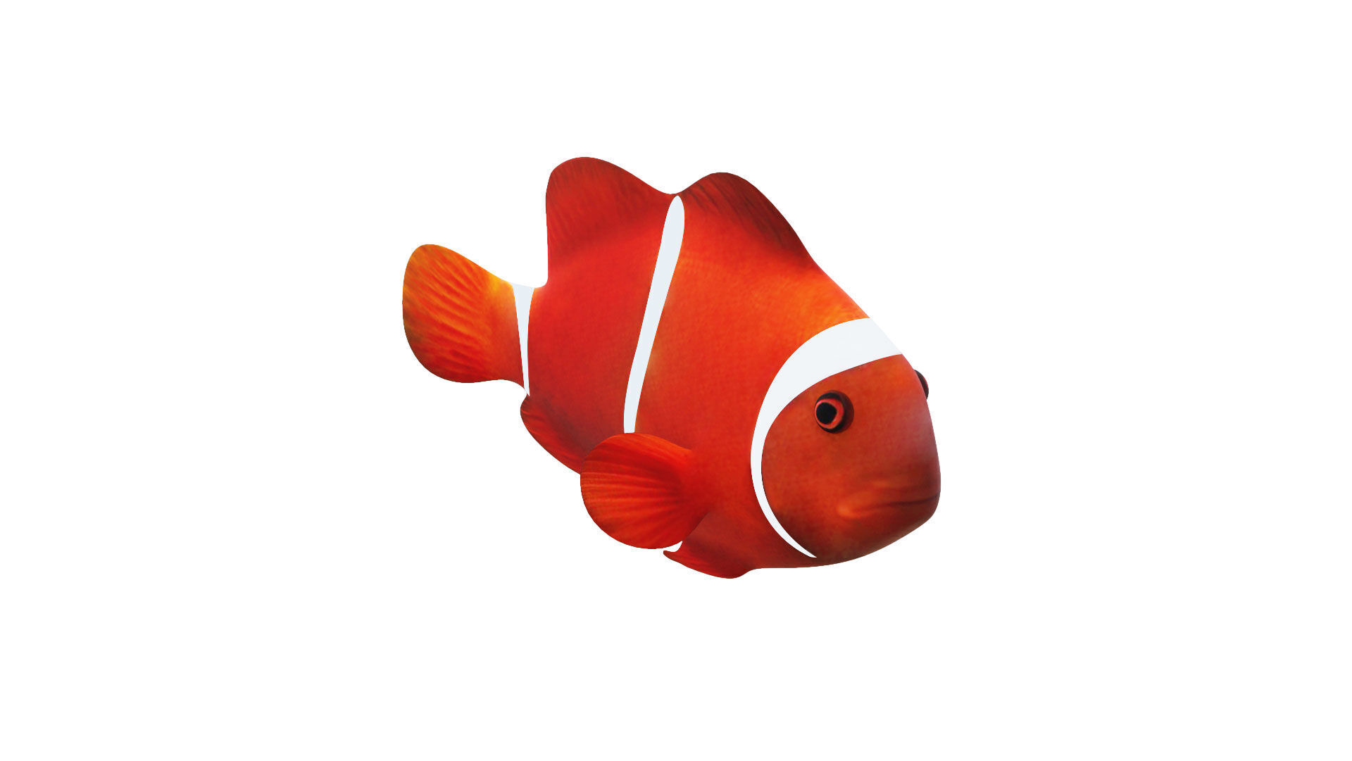 Low-Poly Clown Fish Animated  Low-poly 3D model_5