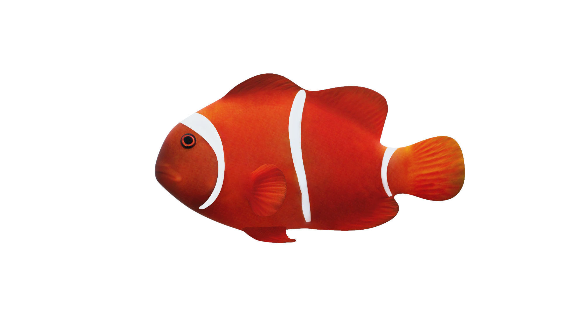 Low-Poly Clown Fish Animated  Low-poly 3D model_1
