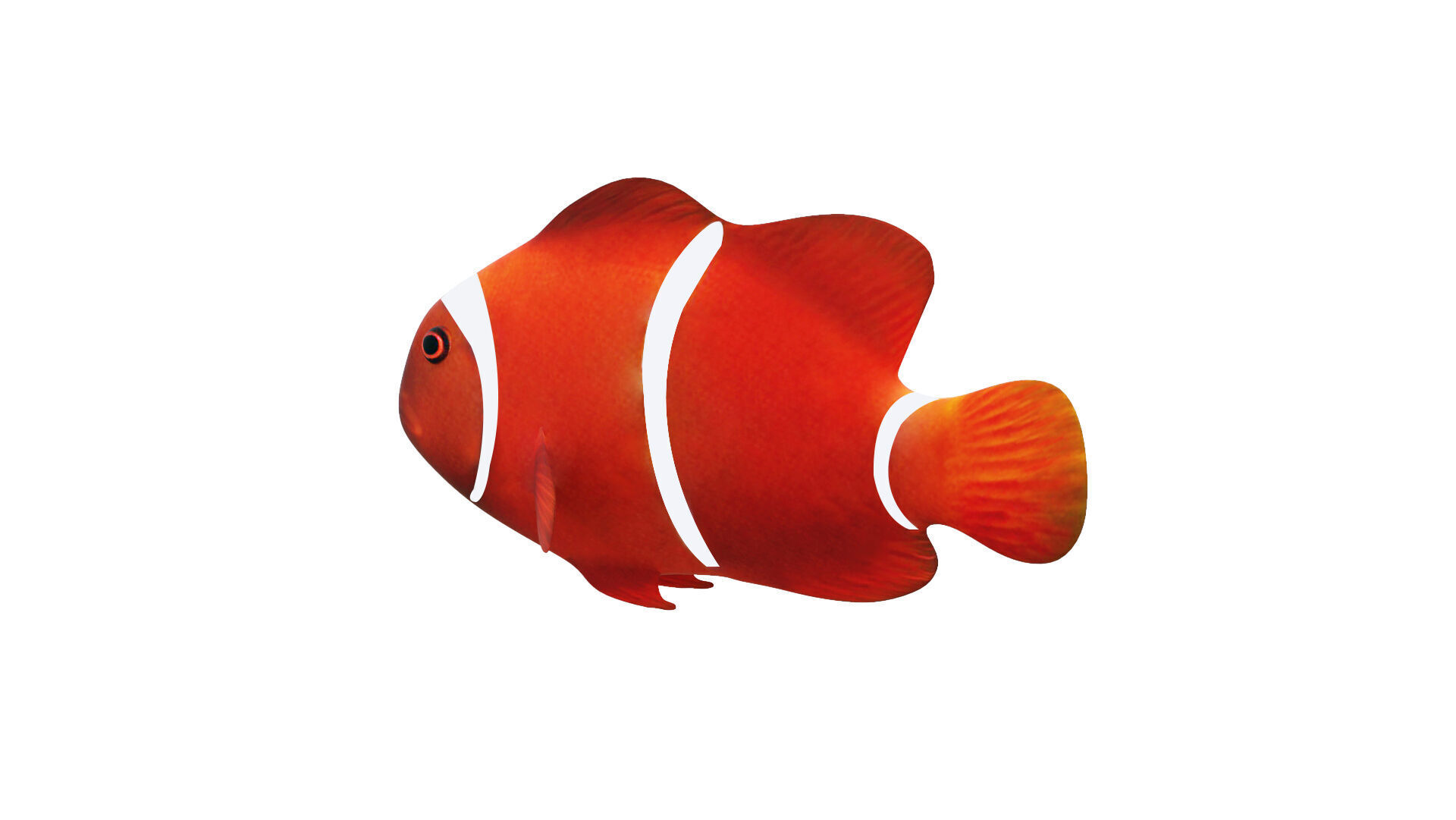 Low-Poly Clown Fish Animated  Low-poly 3D model_3