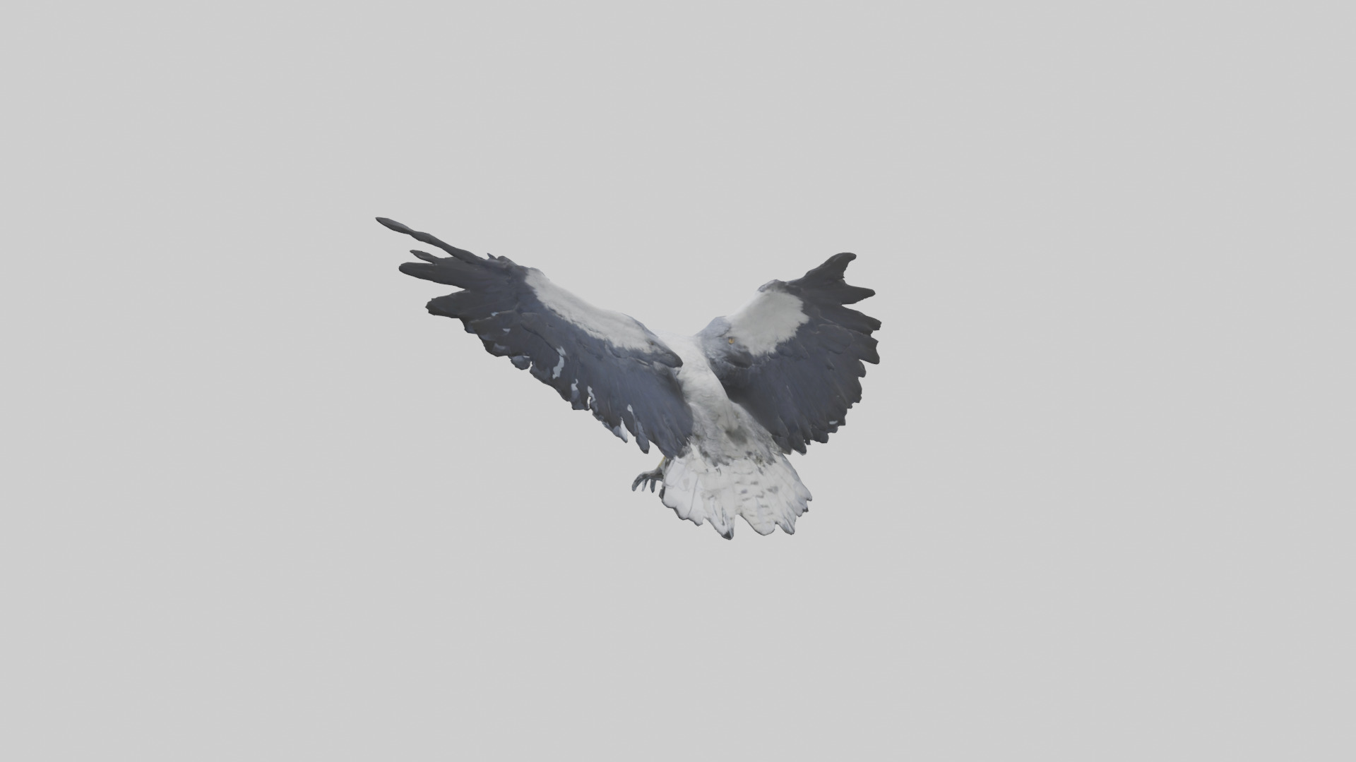 Harpy Eagle soaring model Low-poly 3D model_1