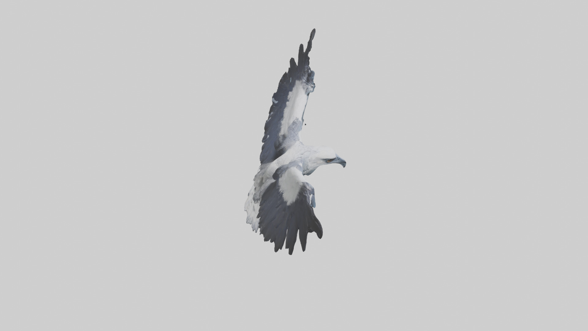 Harpy Eagle soaring model Low-poly 3D model_18