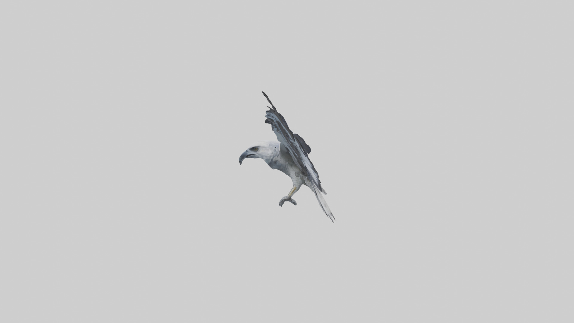 Harpy Eagle soaring model Low-poly 3D model_12