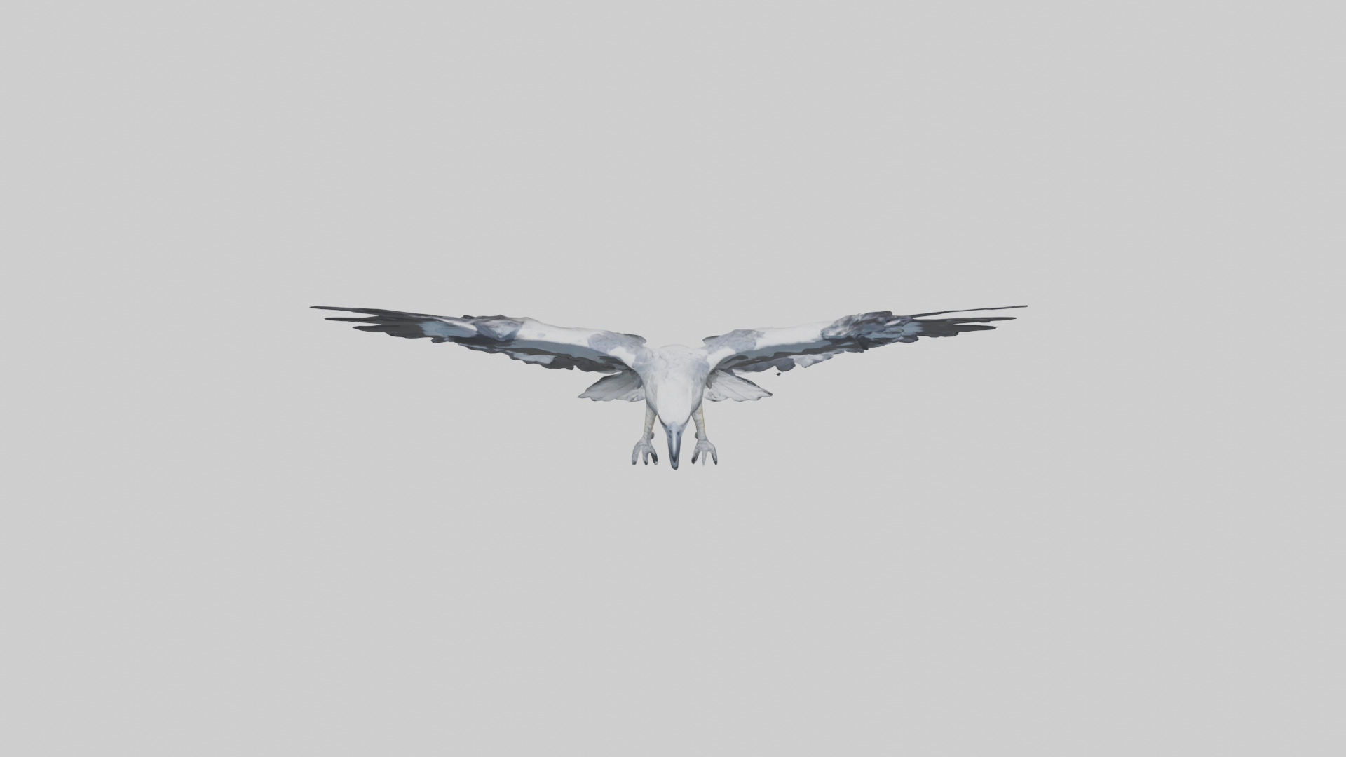 Harpy Eagle soaring model Low-poly 3D model_16