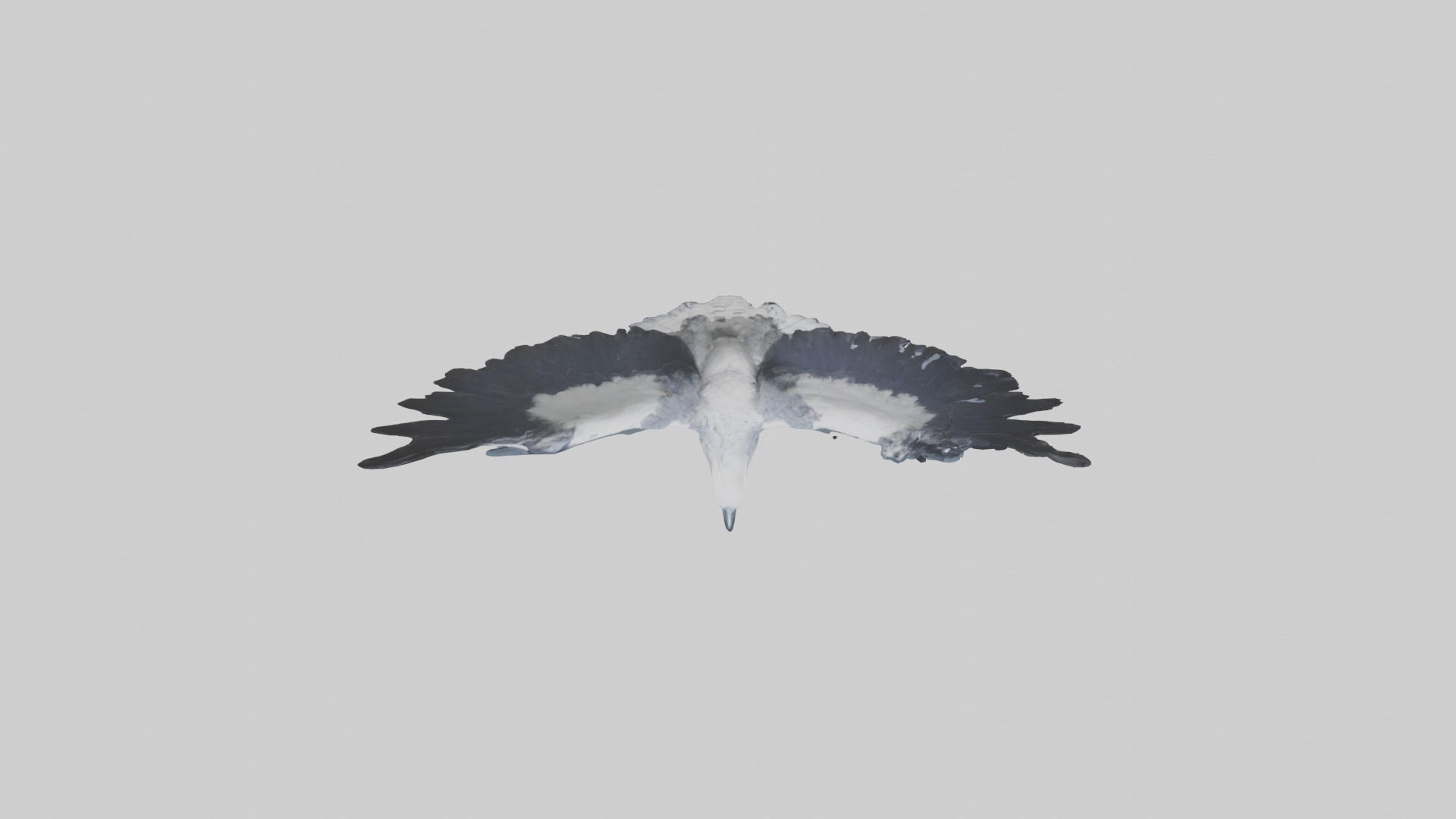 Harpy Eagle soaring model Low-poly 3D model_14