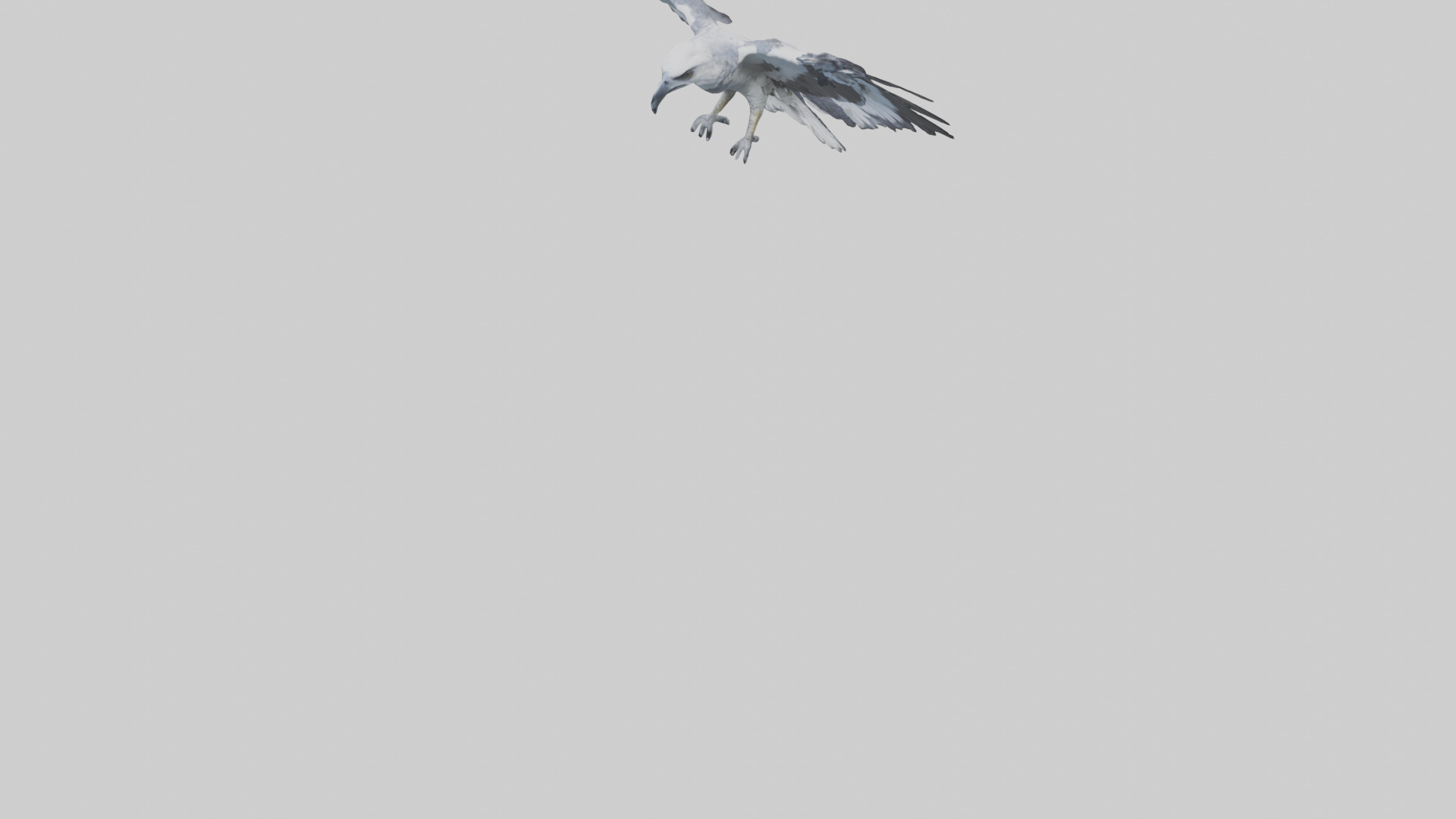 Harpy Eagle soaring model Low-poly 3D model_5