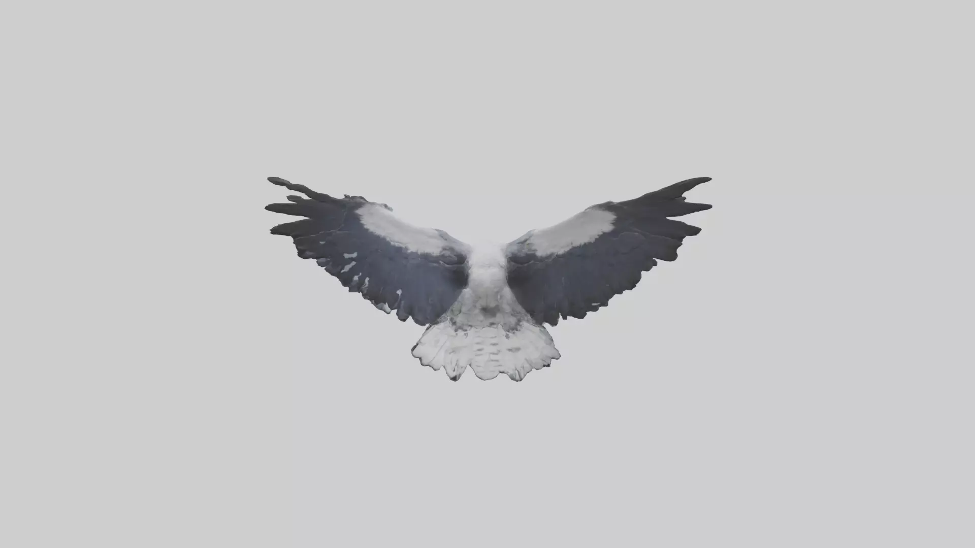 Harpy Eagle soaring model Low-poly 3D model_0