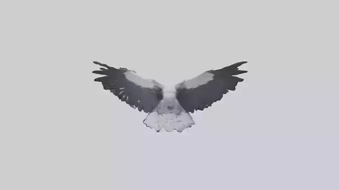 Harpy Eagle soaring model