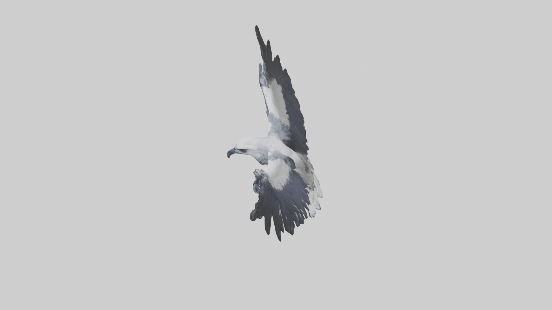 Harpy Eagle soaring model Low-poly 3D model_17