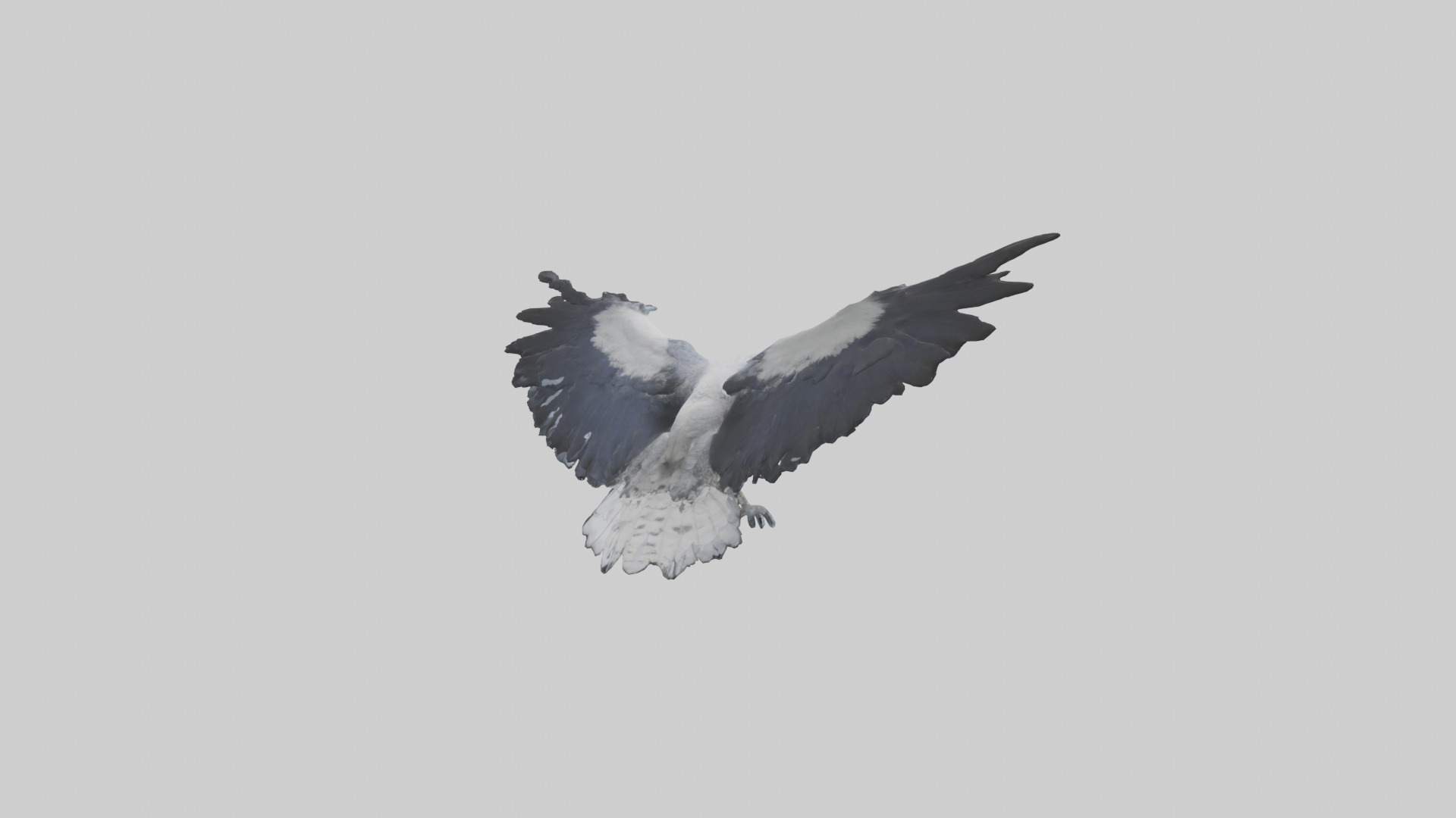 Harpy Eagle soaring model Low-poly 3D model_2