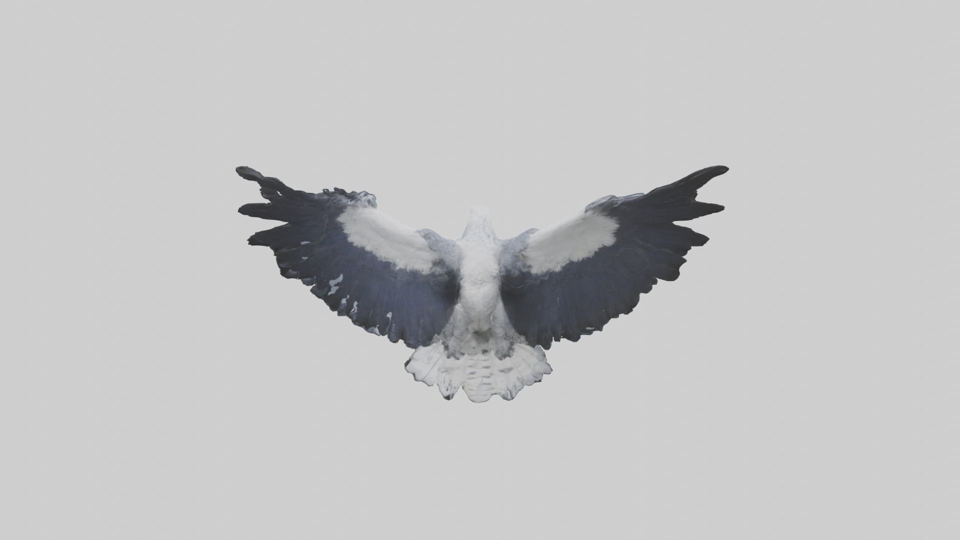 Harpy Eagle soaring model Low-poly 3D model_15