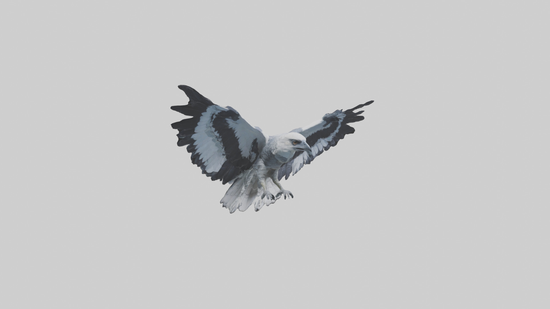 Harpy Eagle soaring model Low-poly 3D model_11