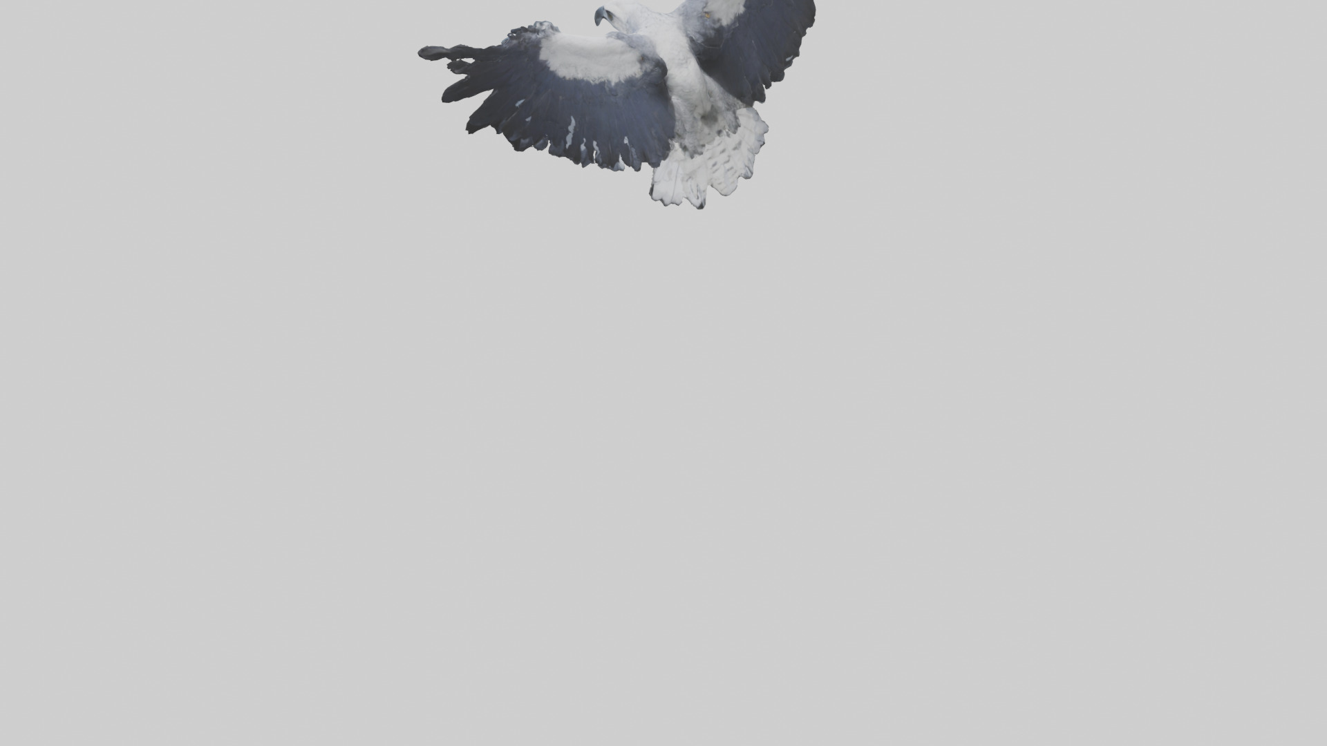 Harpy Eagle soaring model Low-poly 3D model_3