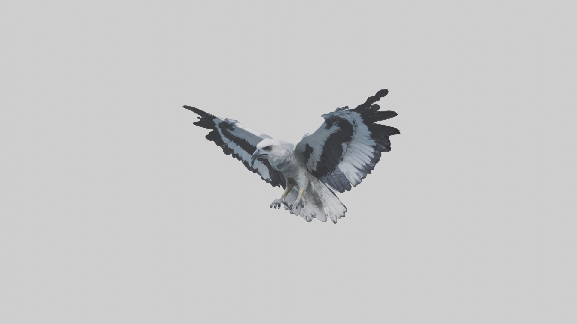 Harpy Eagle soaring model Low-poly 3D model_10