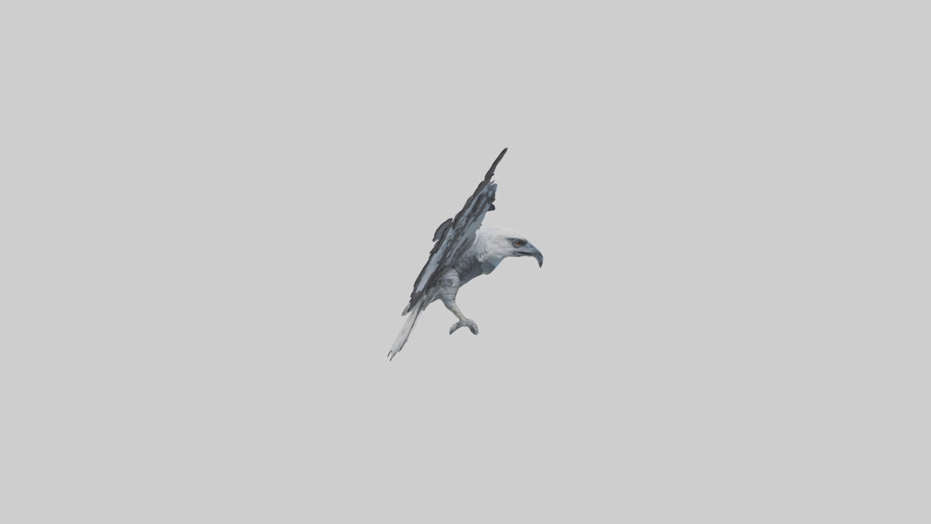Harpy Eagle soaring model Low-poly 3D model_13