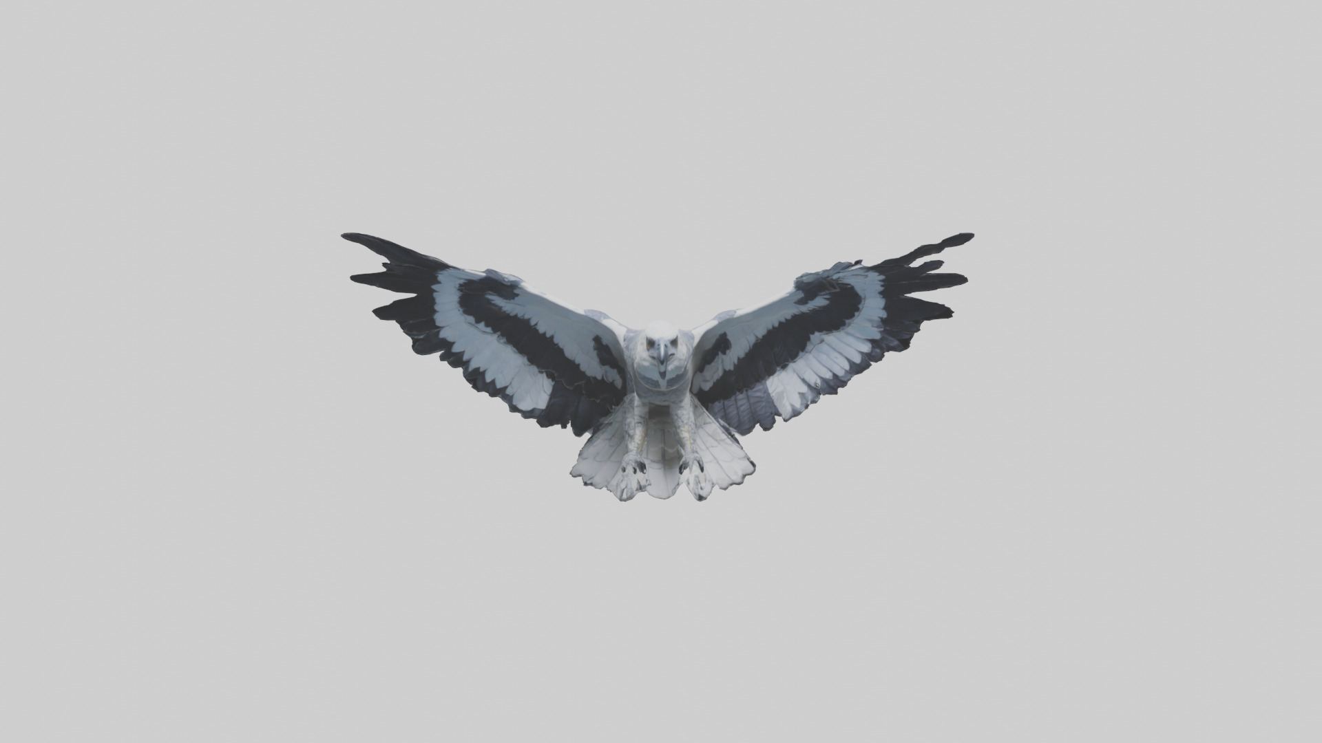 Harpy Eagle soaring model Low-poly 3D model_9