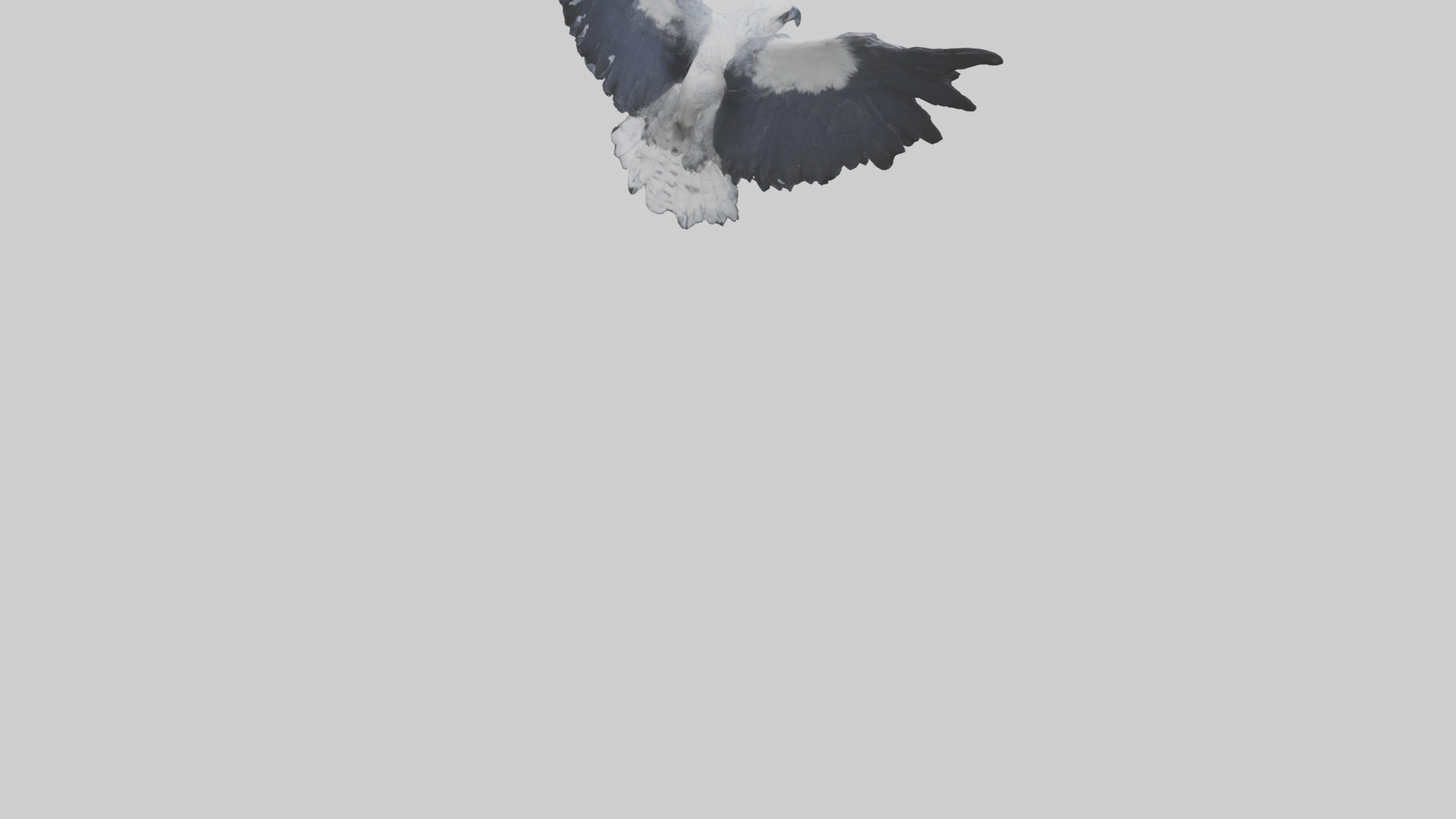 Harpy Eagle soaring model Low-poly 3D model_4